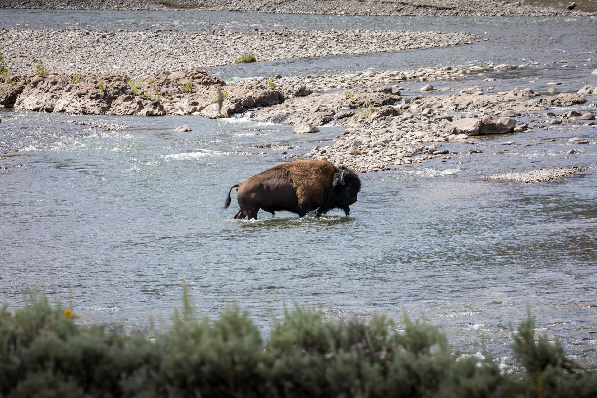 Bison in the Lamar River Valley , NE Entrance Road, Yellowstone National Park, Wyoming.