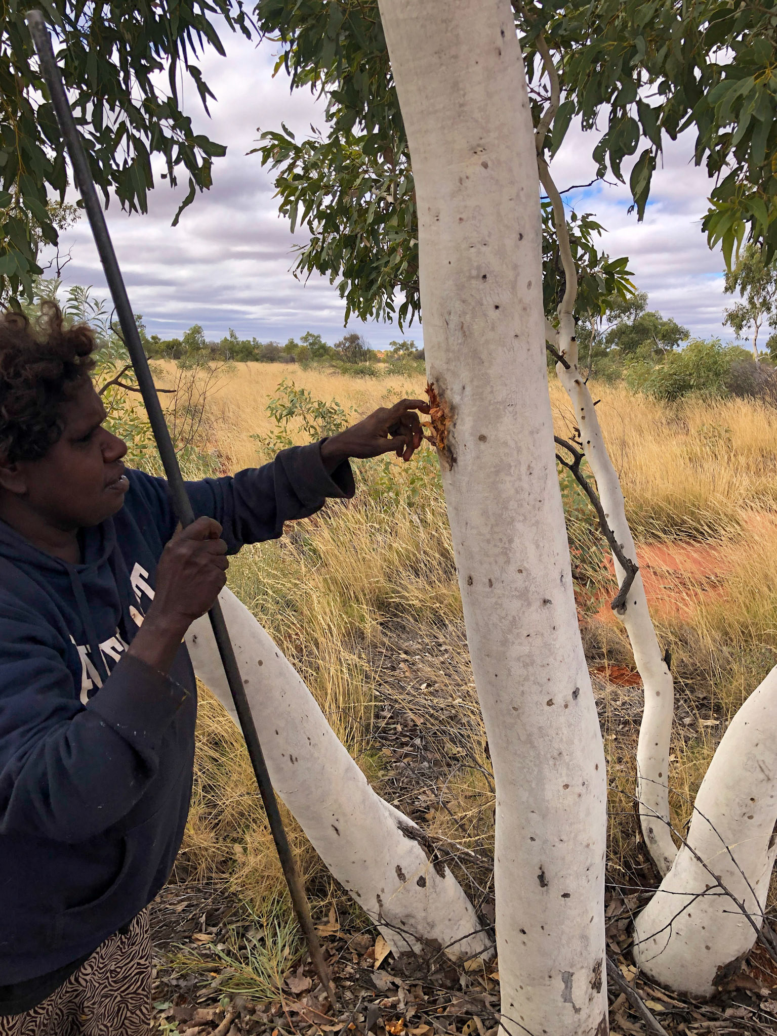 Yukultji looking for witchety grubs