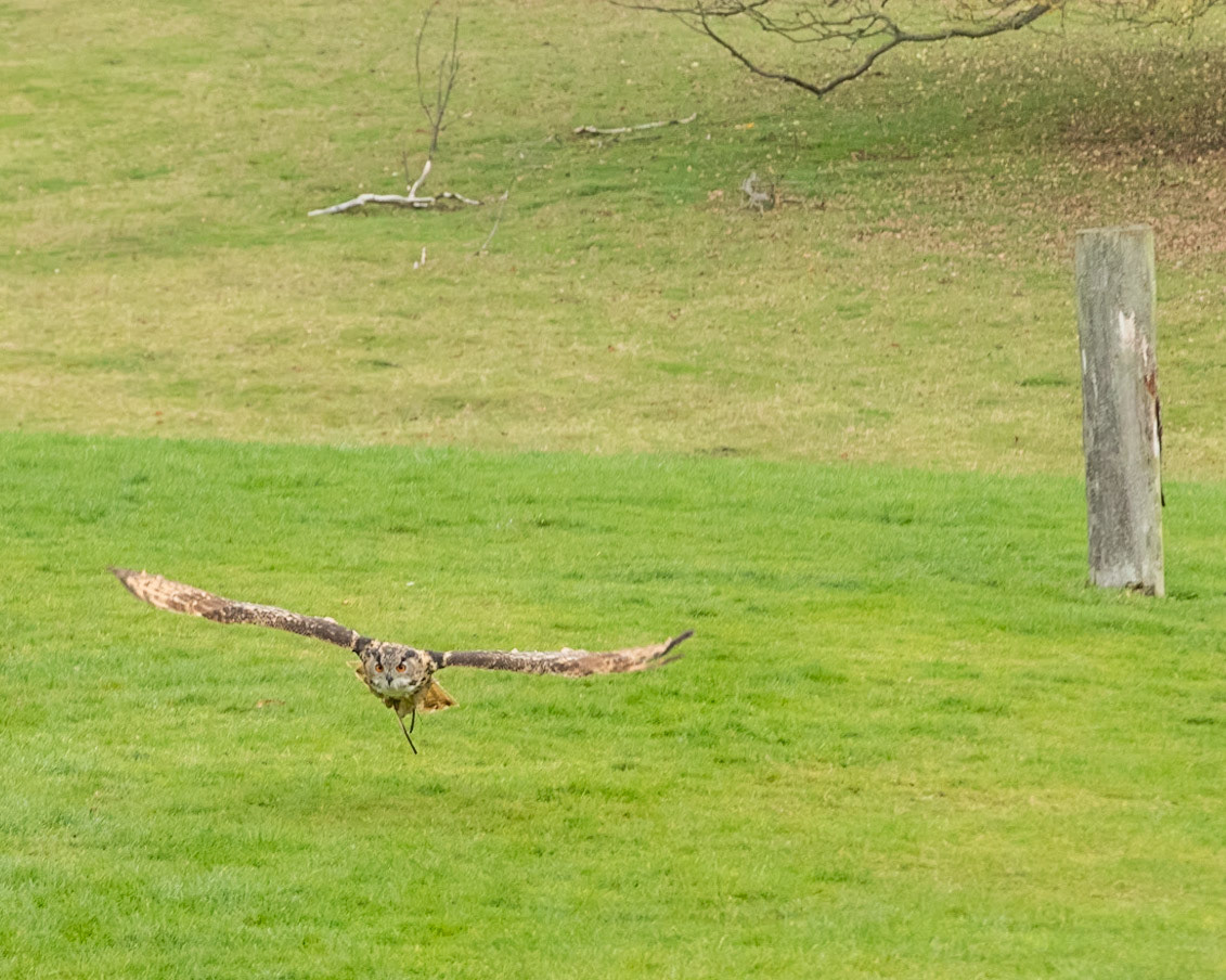 Eurasian Owl in the flying ground