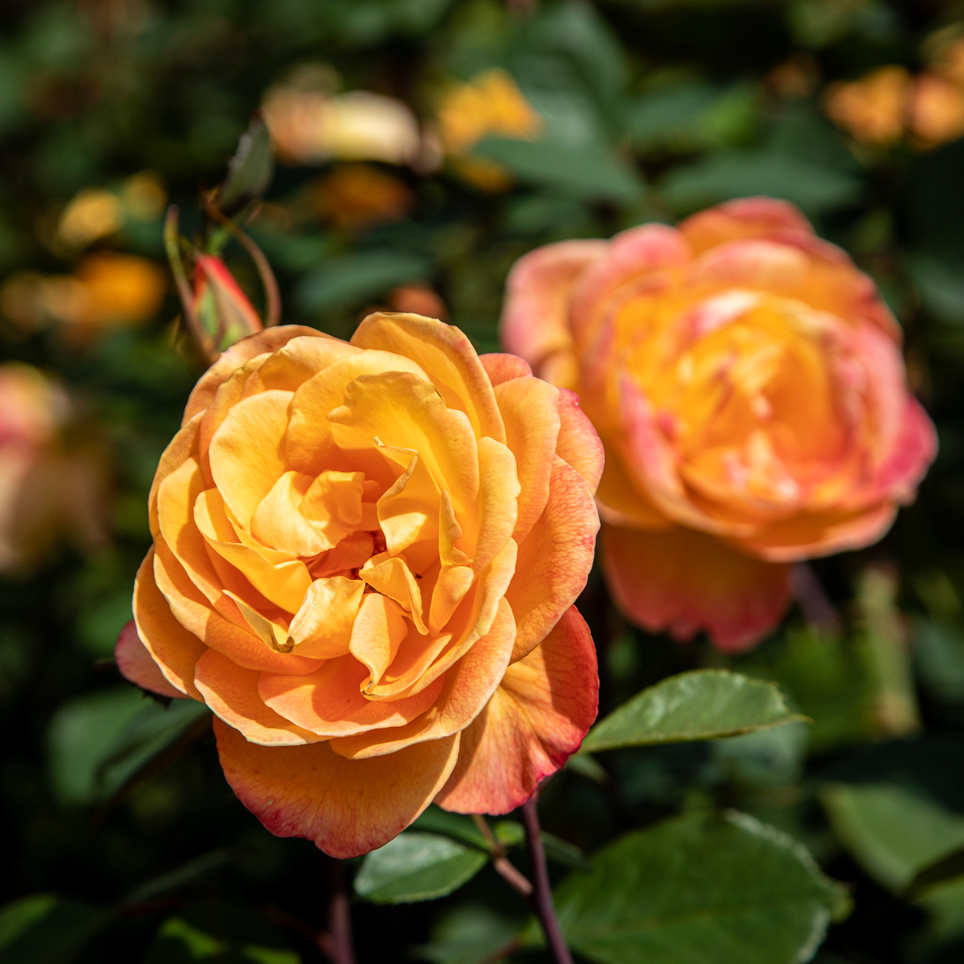 International Rose Test Garden. Over 10,000 rose bushes.