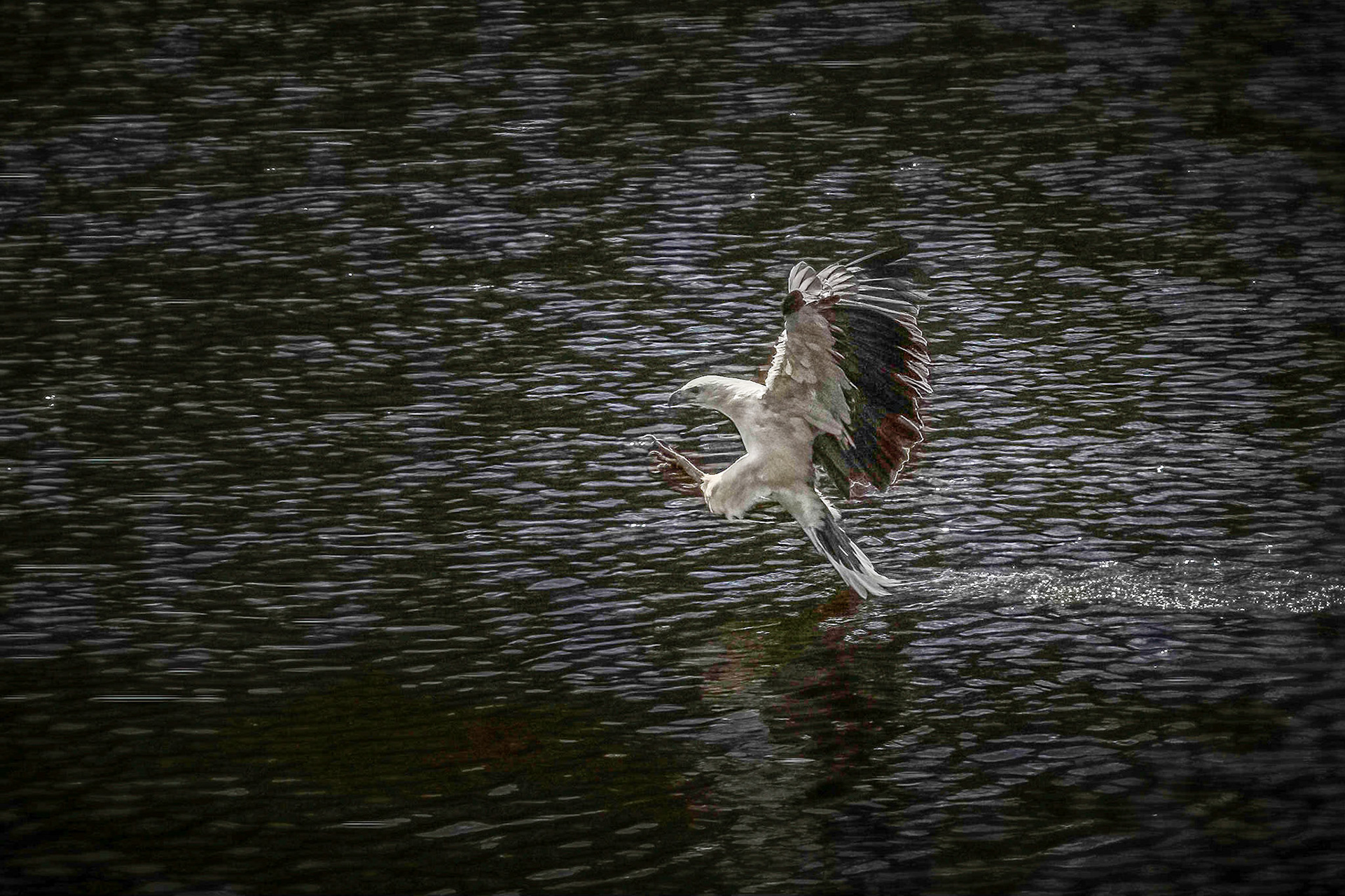 Sea Eagle on the Arthur River