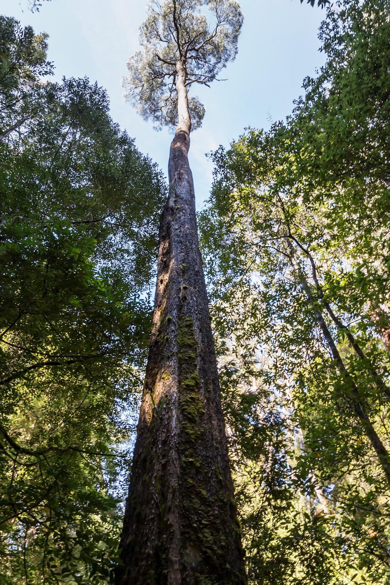 Blackwood (Acacia melanoxylon)