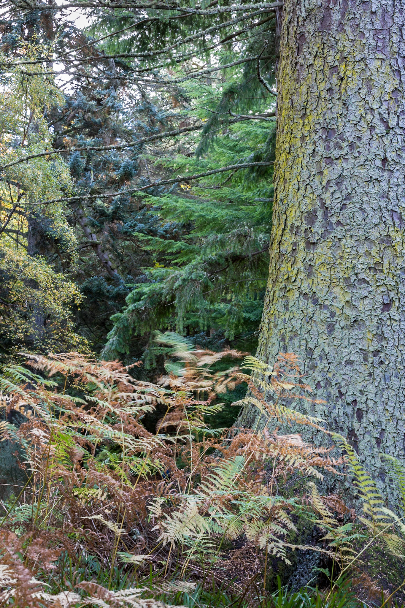 In a forest near to Fochabers village, Moray.