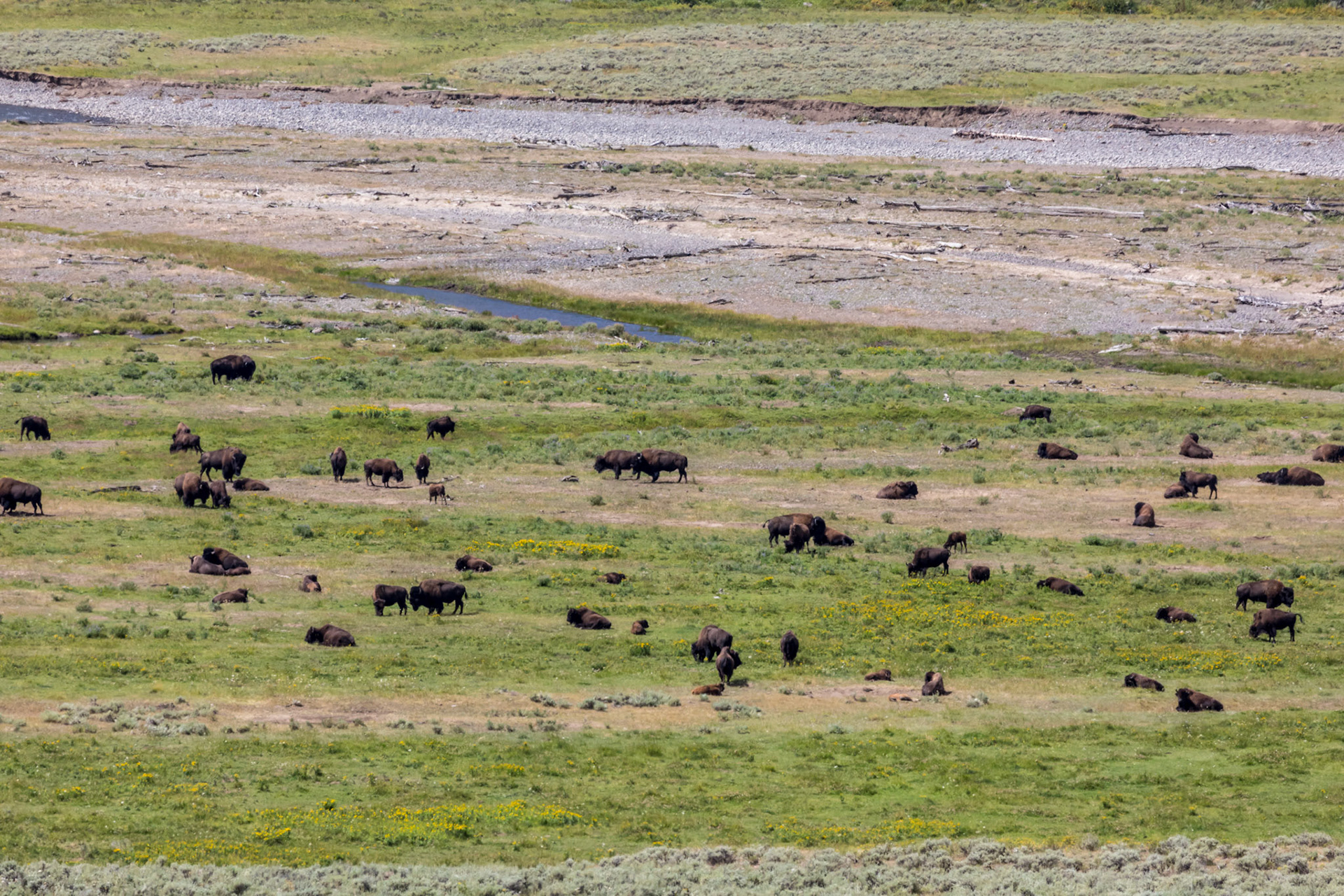 Bison in the Lamar River Valley, NE Entrance Road, Yellowstone National Park, Wyoming.