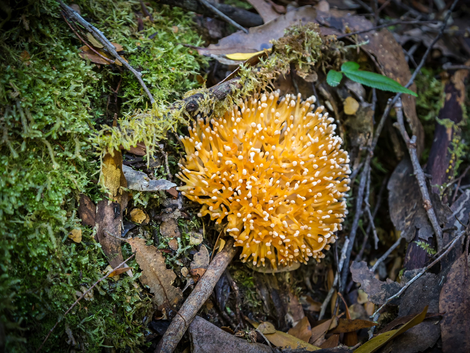 A pretty fungus bloom. Amongst the decaying timbers and litter of the forest floor.