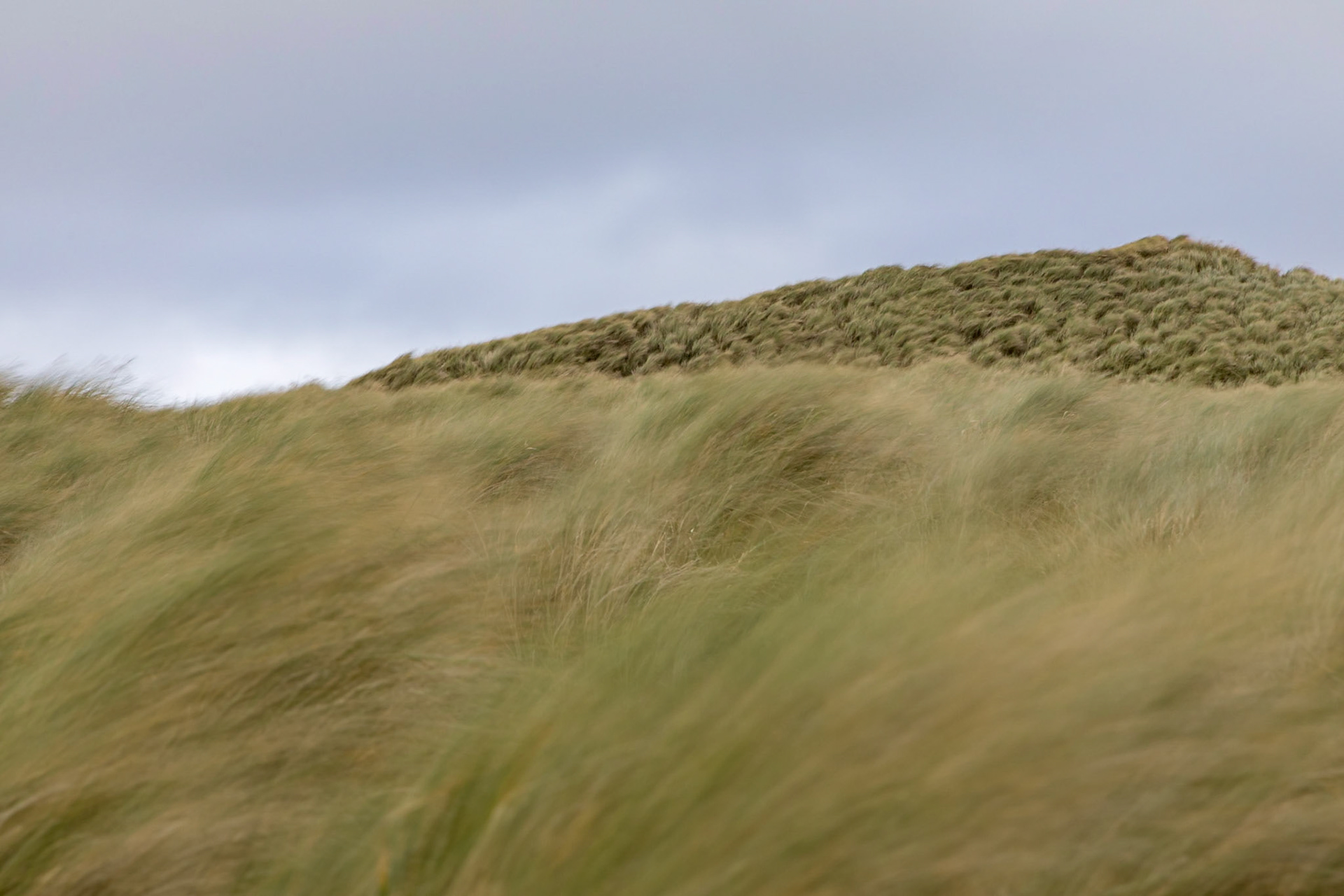 Marram grass blowing around in a fierce wind , on the sand dunes of Balnakeil Beach