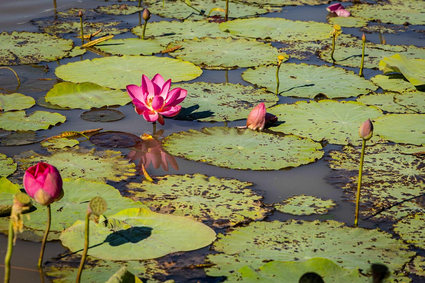 Corroborrie Billabong, Mary River