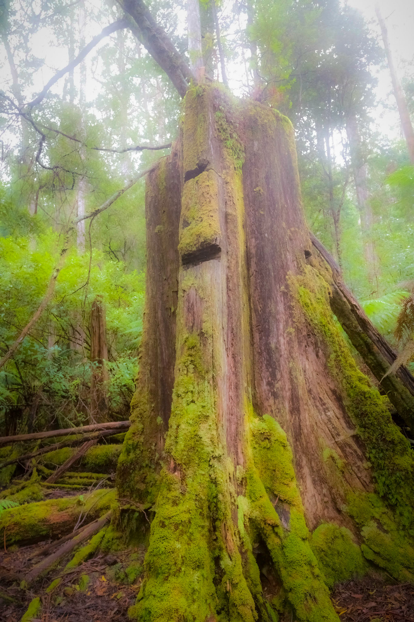 Tree stump, bearing the mark of notches cut in the tree. In the Hastings Caves and Thermal Springs Reserve.