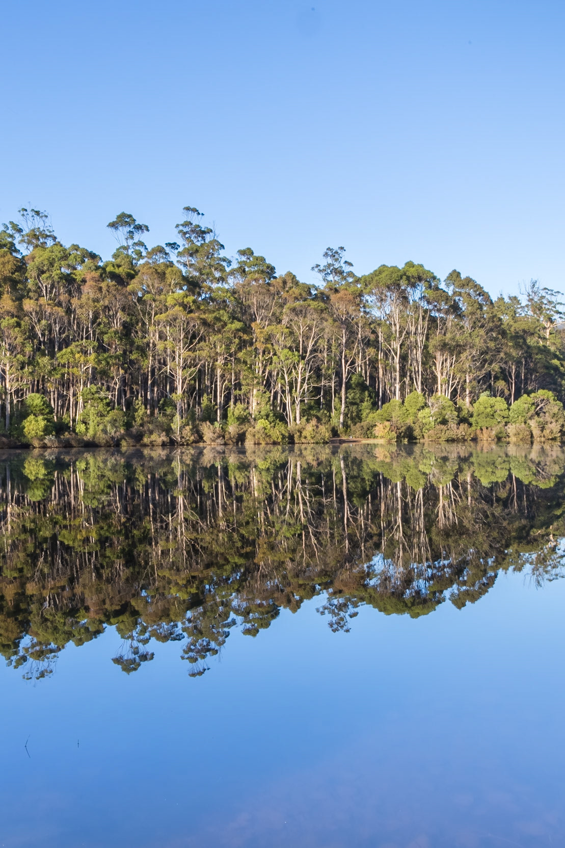 Wayatinah Lagoon - early morning stillness