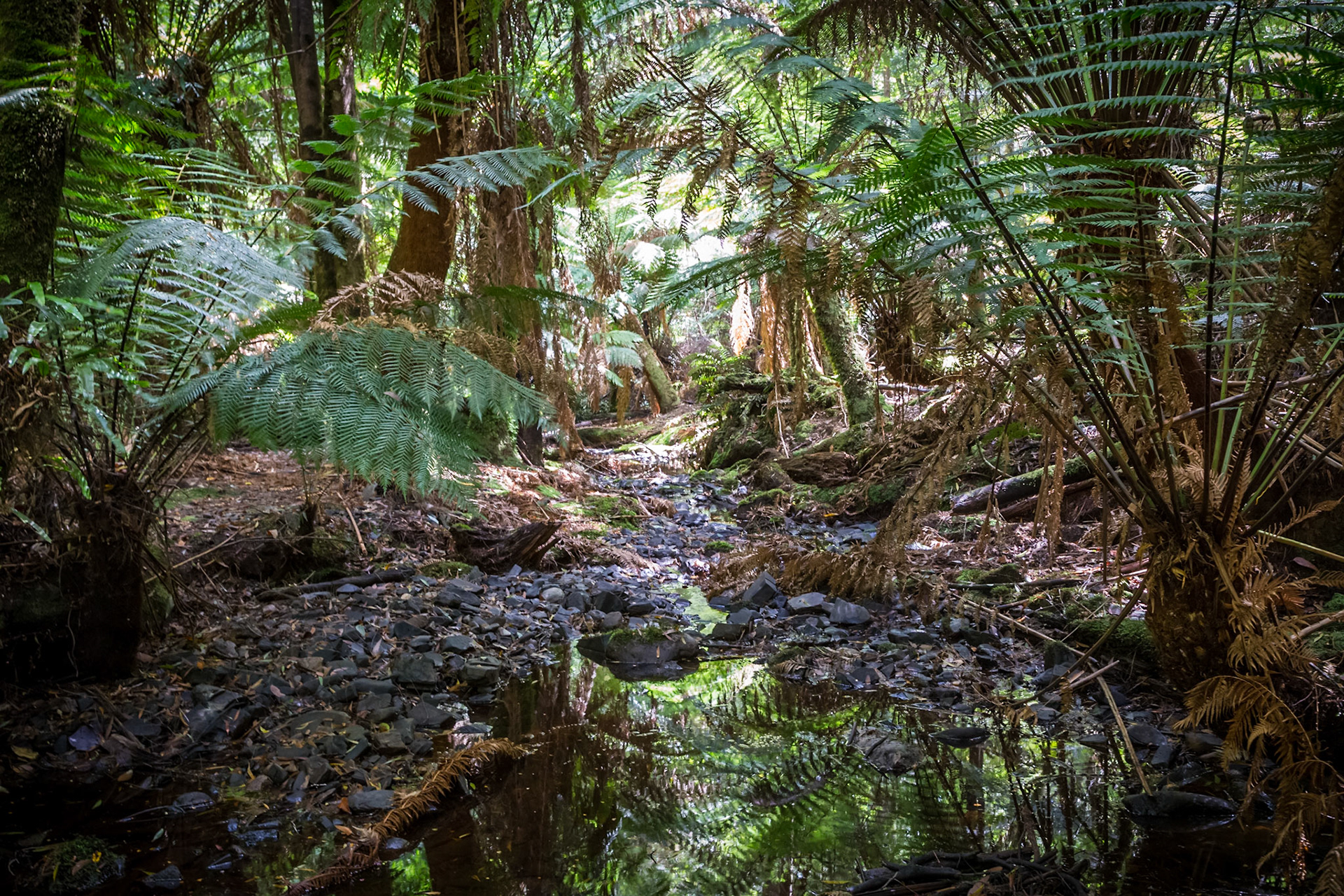 Warra Creek Forest Reserve