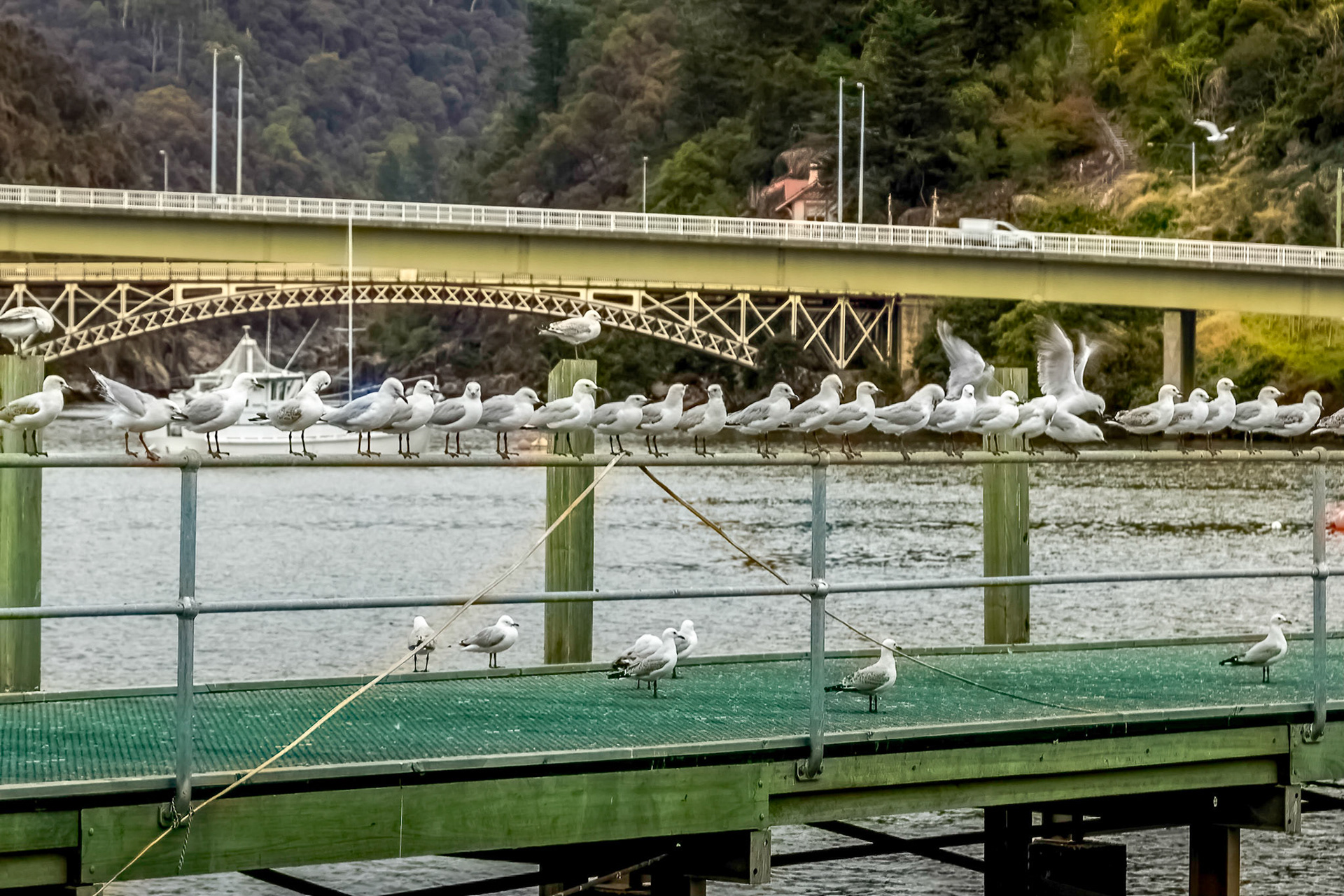 Line-up of seagulls at Home Point