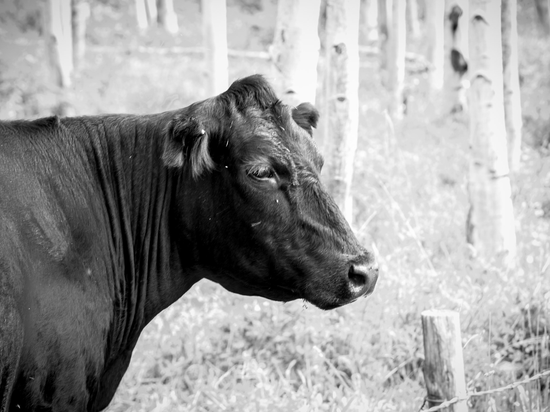 Grazing cattle, around the Mason Draw Campground, on FR4821 deviation off the La Sal Loop Road.