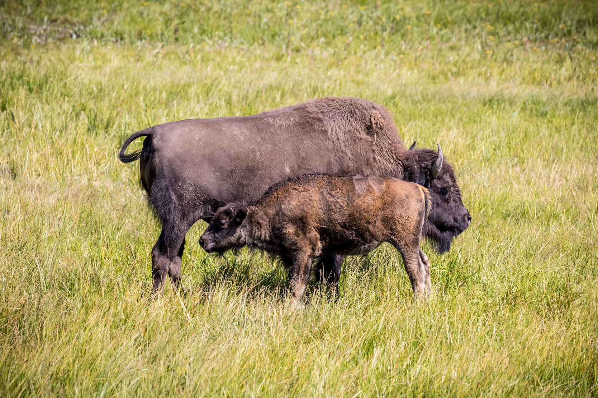 Bison cow & calf