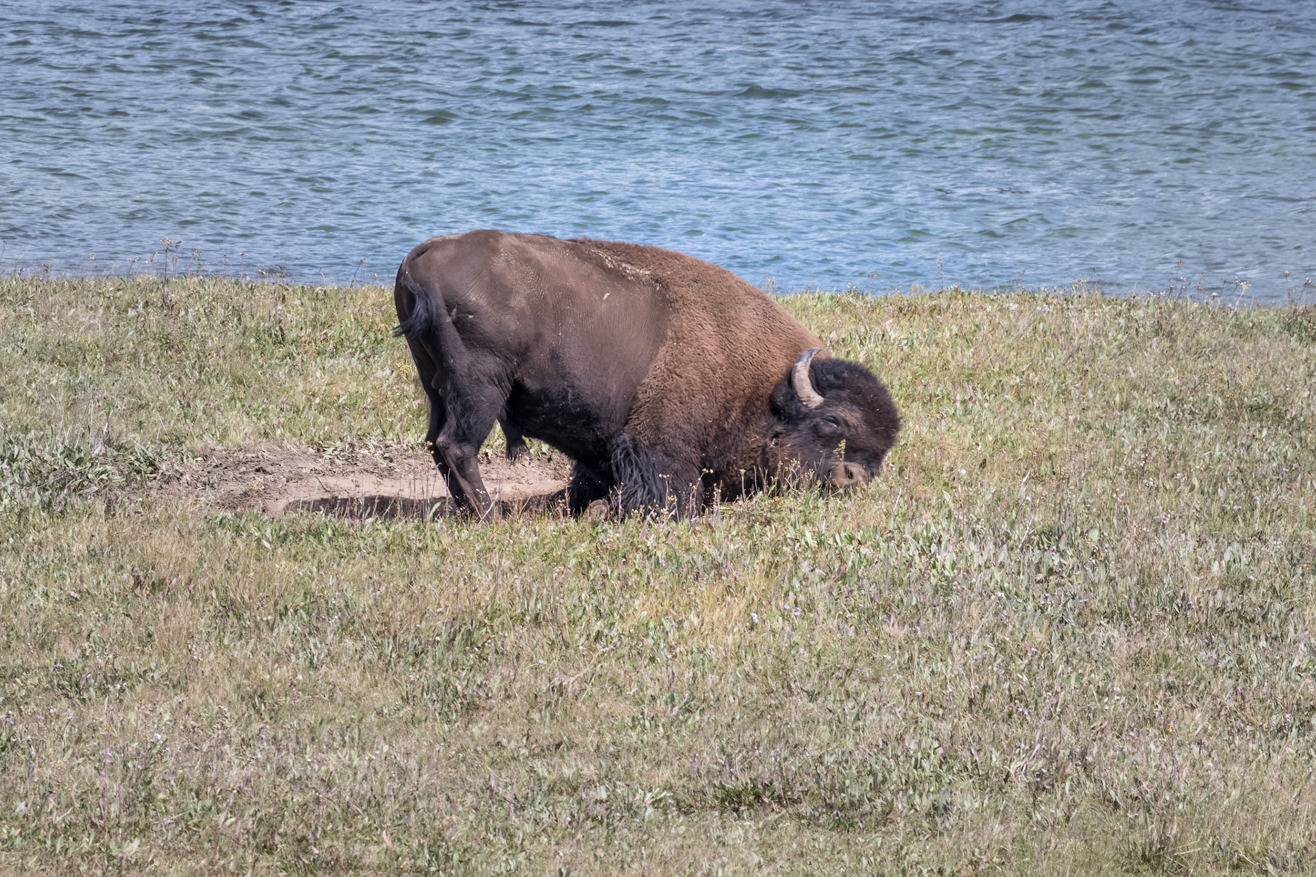 Going down for a roll in a dust wallow