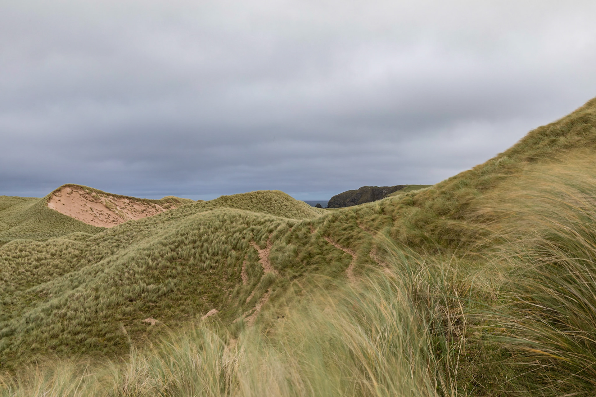 Marram grass blowing around in a fierce wind , on the sand dunes of Balnakeil Beach