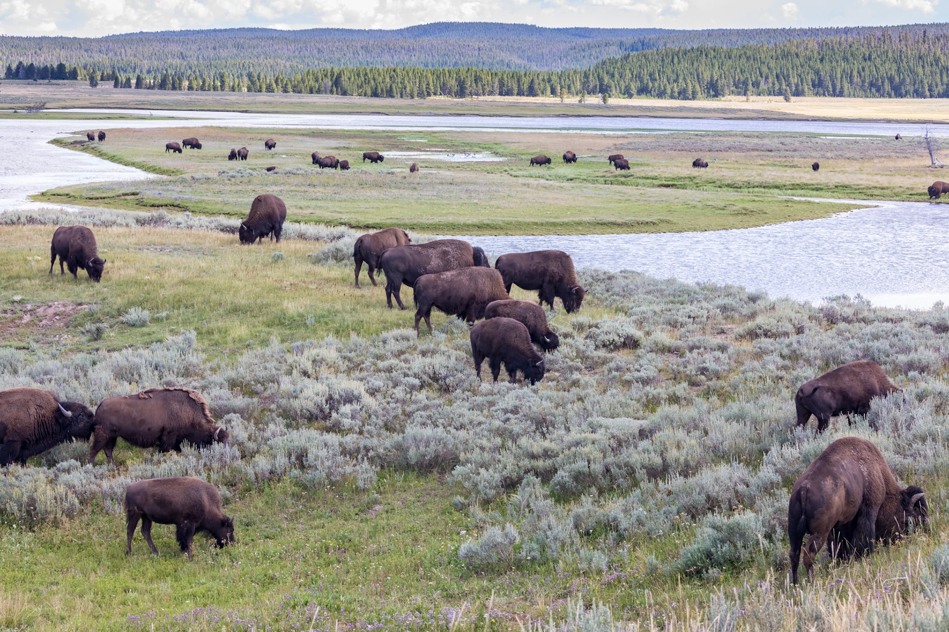 Bison herds in the Hayden Valley along the Yellowstone River