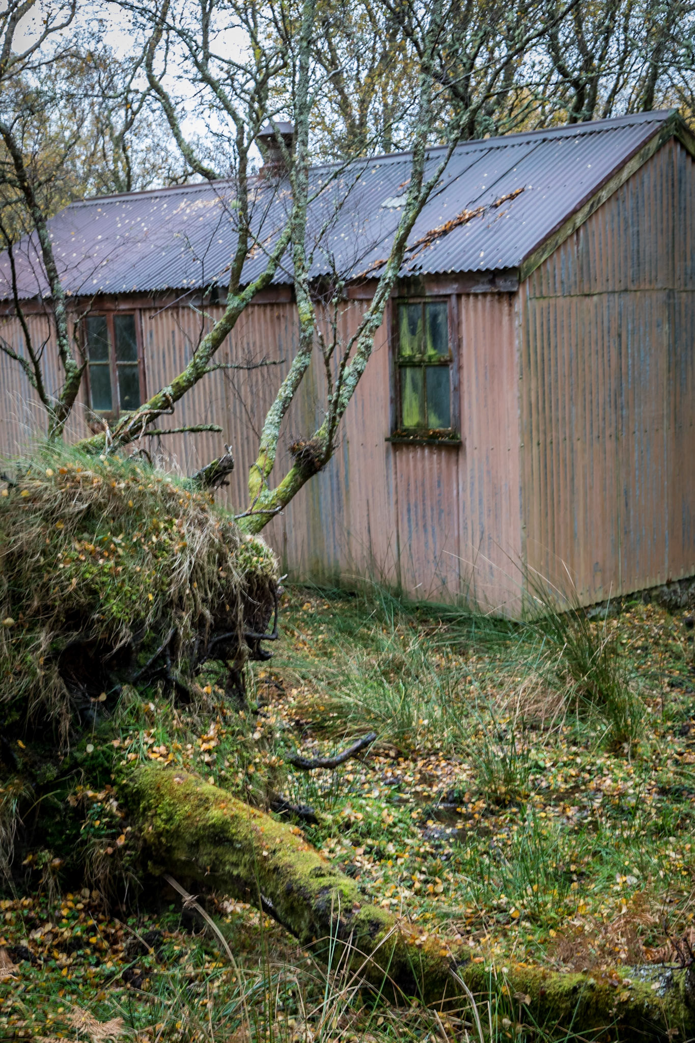 Derelict shed in a damp forest near the River Polly