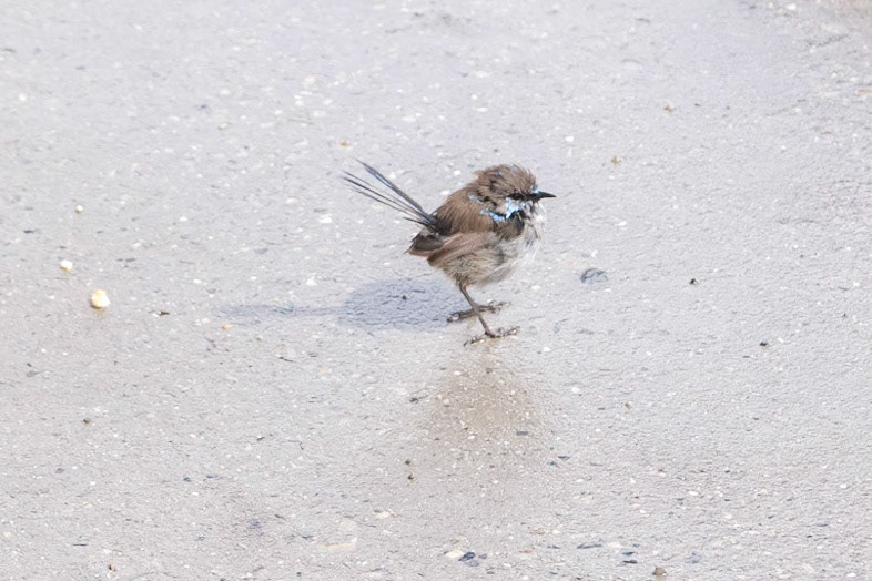 Wren at Marrawah Green Point