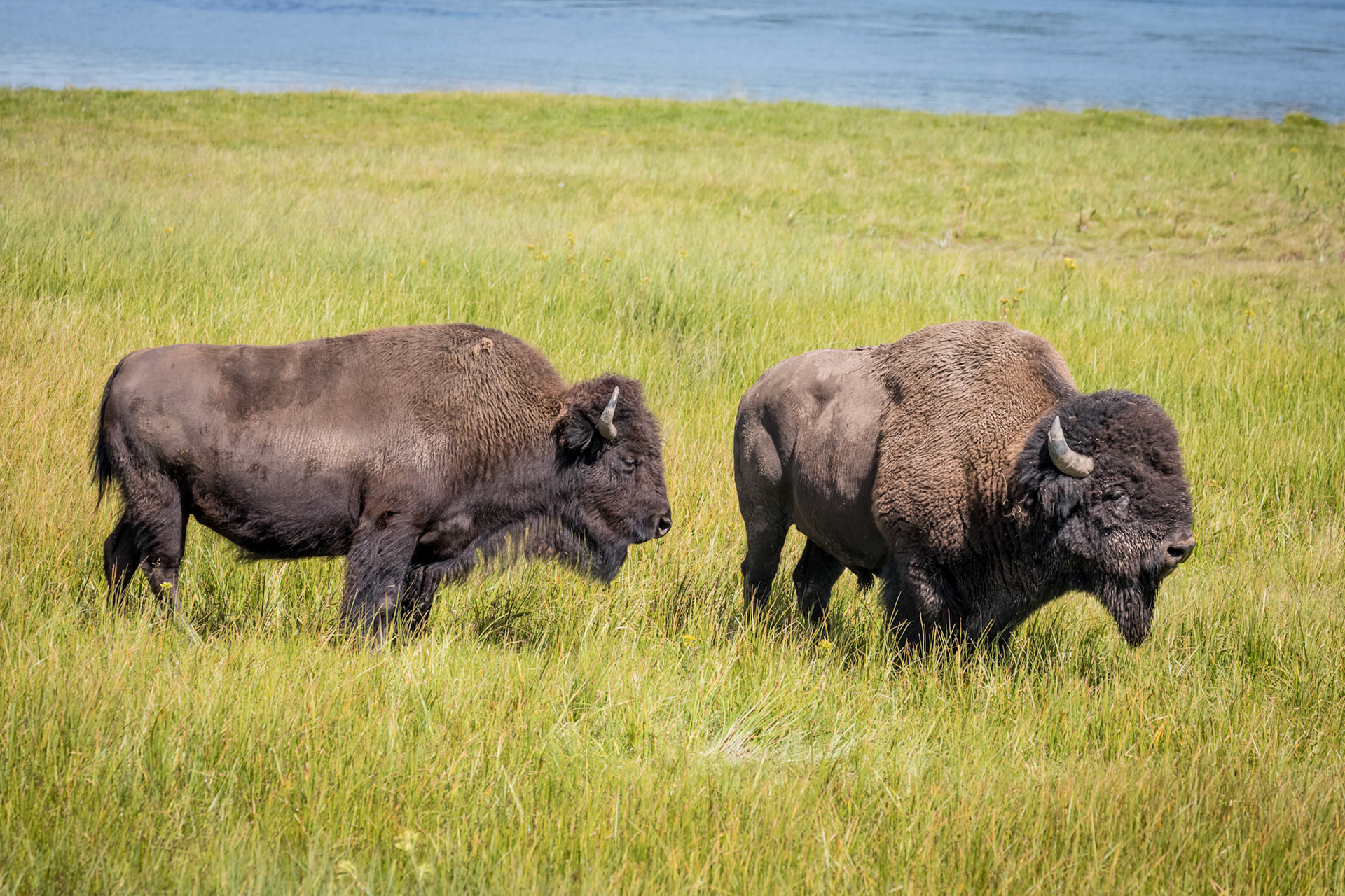 Bison in the Hayden Valley along the Yellowstone River