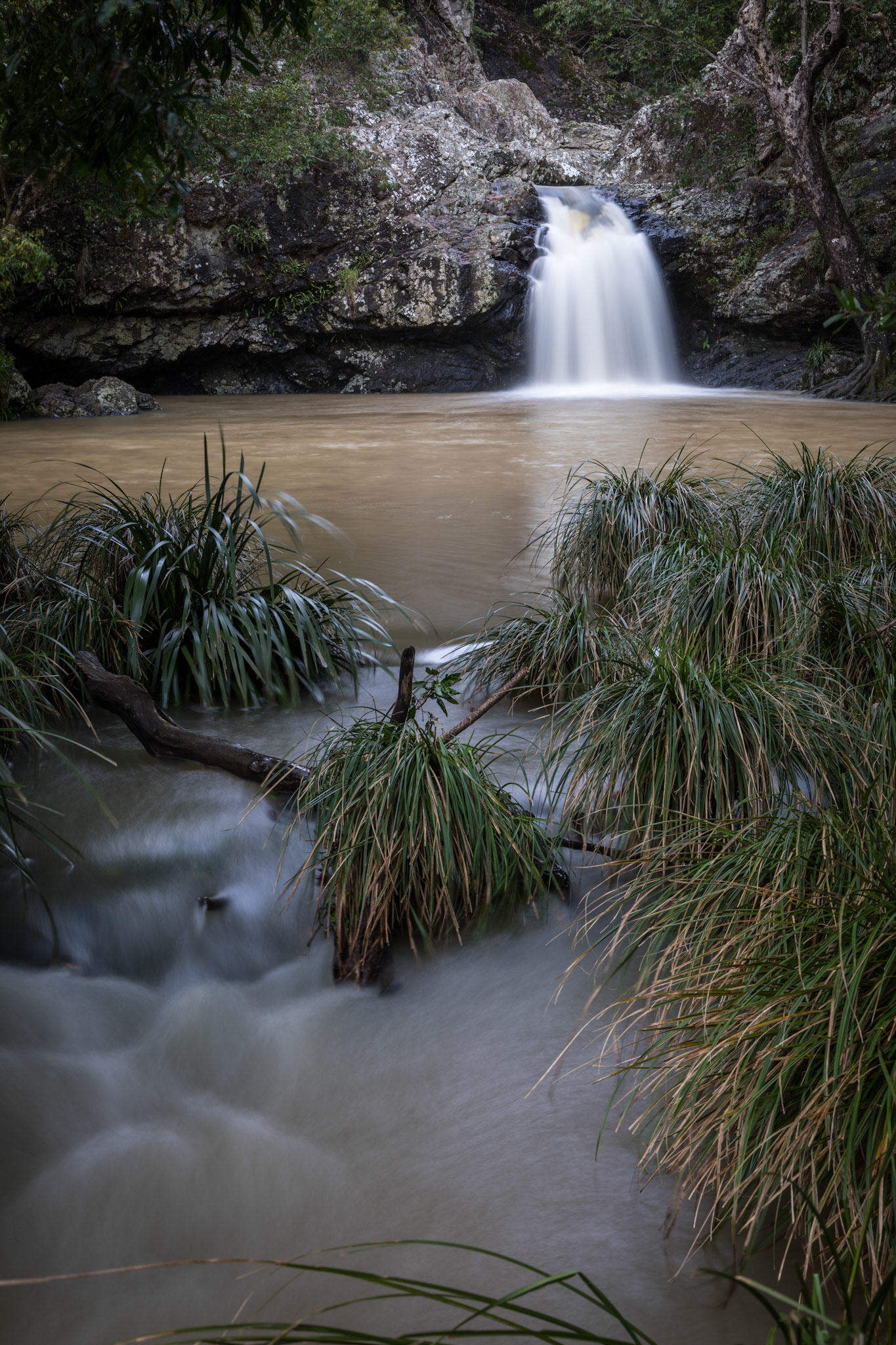 At Kondalilla Falls, Montville
