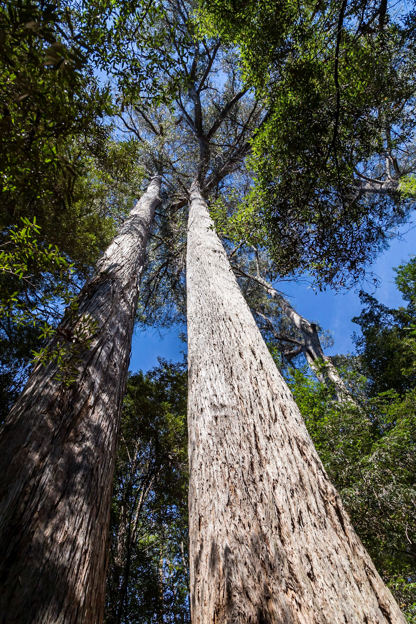 Stringy-bark (Eucalyptus obliqua)