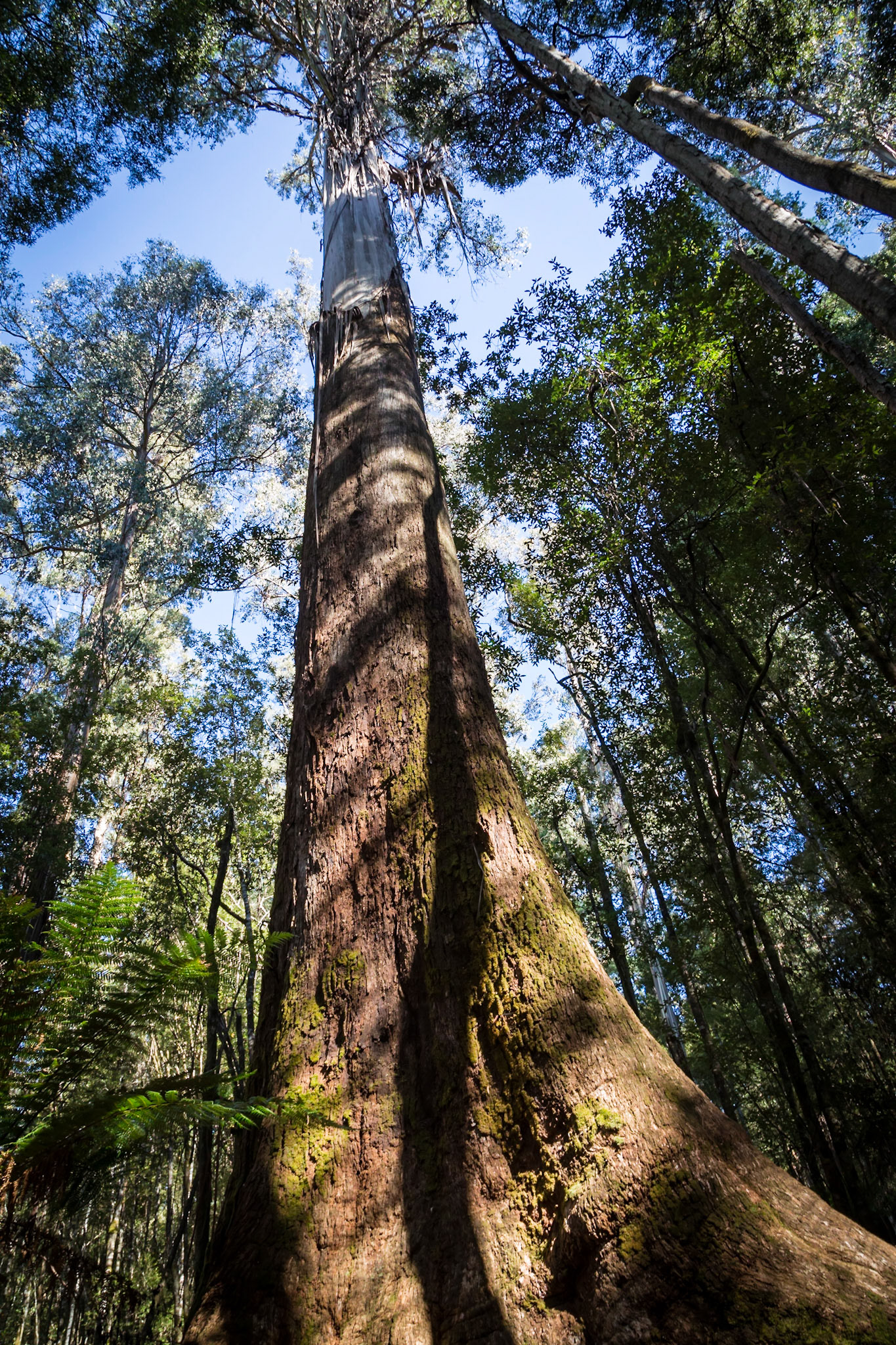 Amongst the tall trees - Mount Field National Park. This one is around 79 metres high and still growing. Tasmania's swamp gum Éucalyptus regnans' is the tallest hardwood - and flowering plant - in the world. The tallest recorded in Tasmania was 98 metres high.
