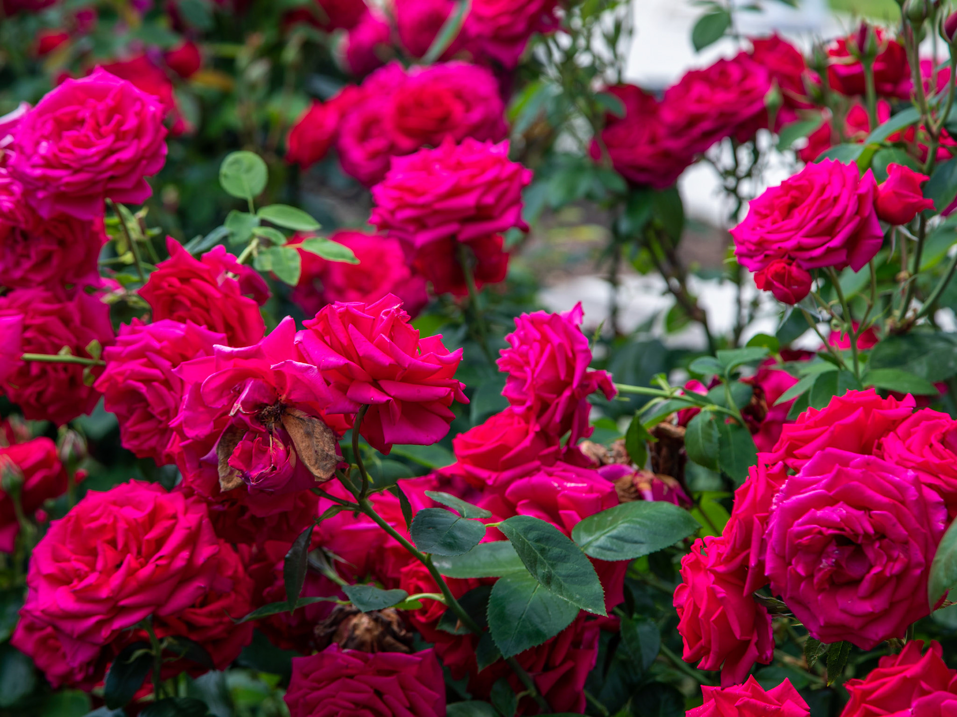 International Rose Test Garden. Over 10,000 rose bushes.