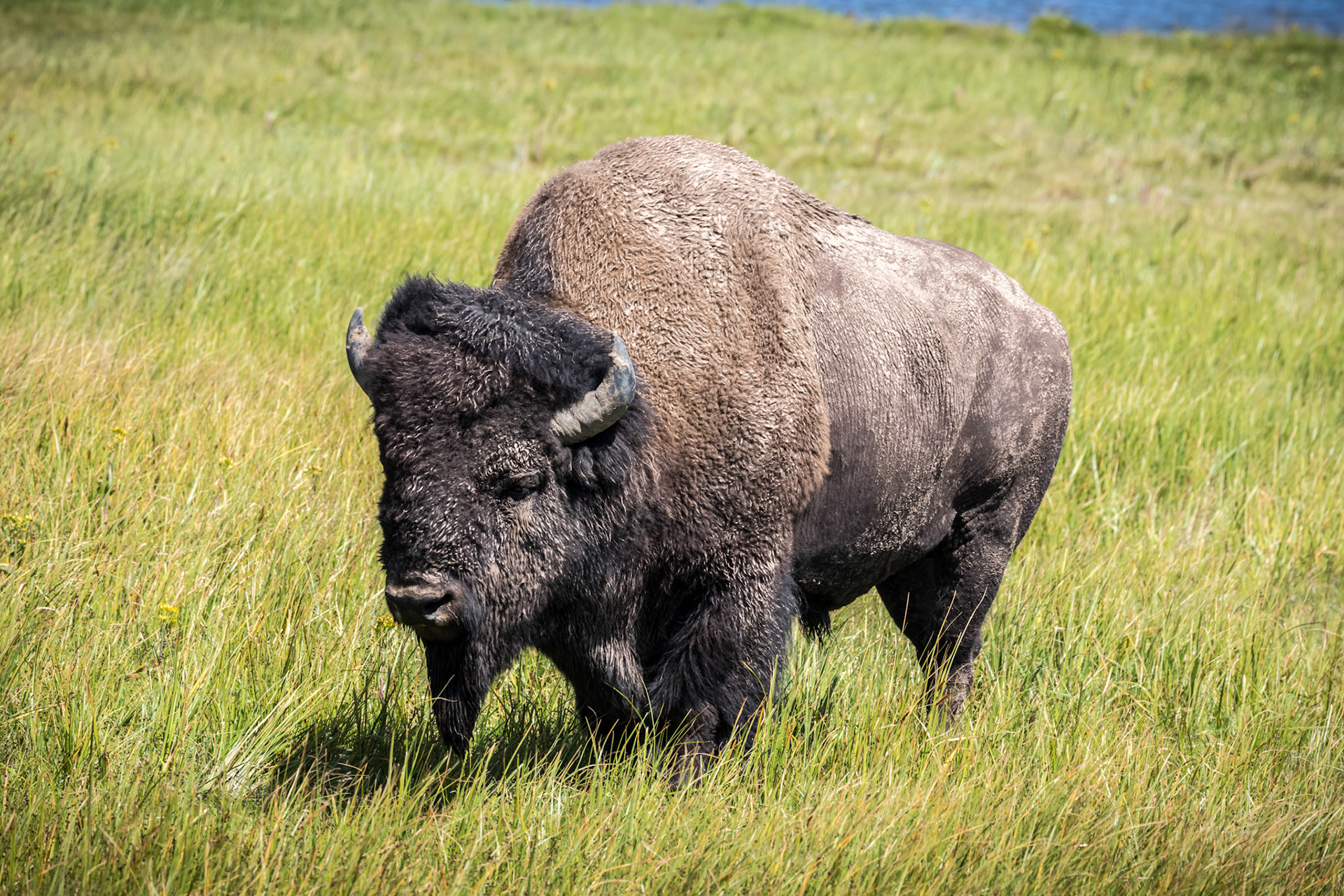 Bison in the Hayden Valley along the Yellowstone River