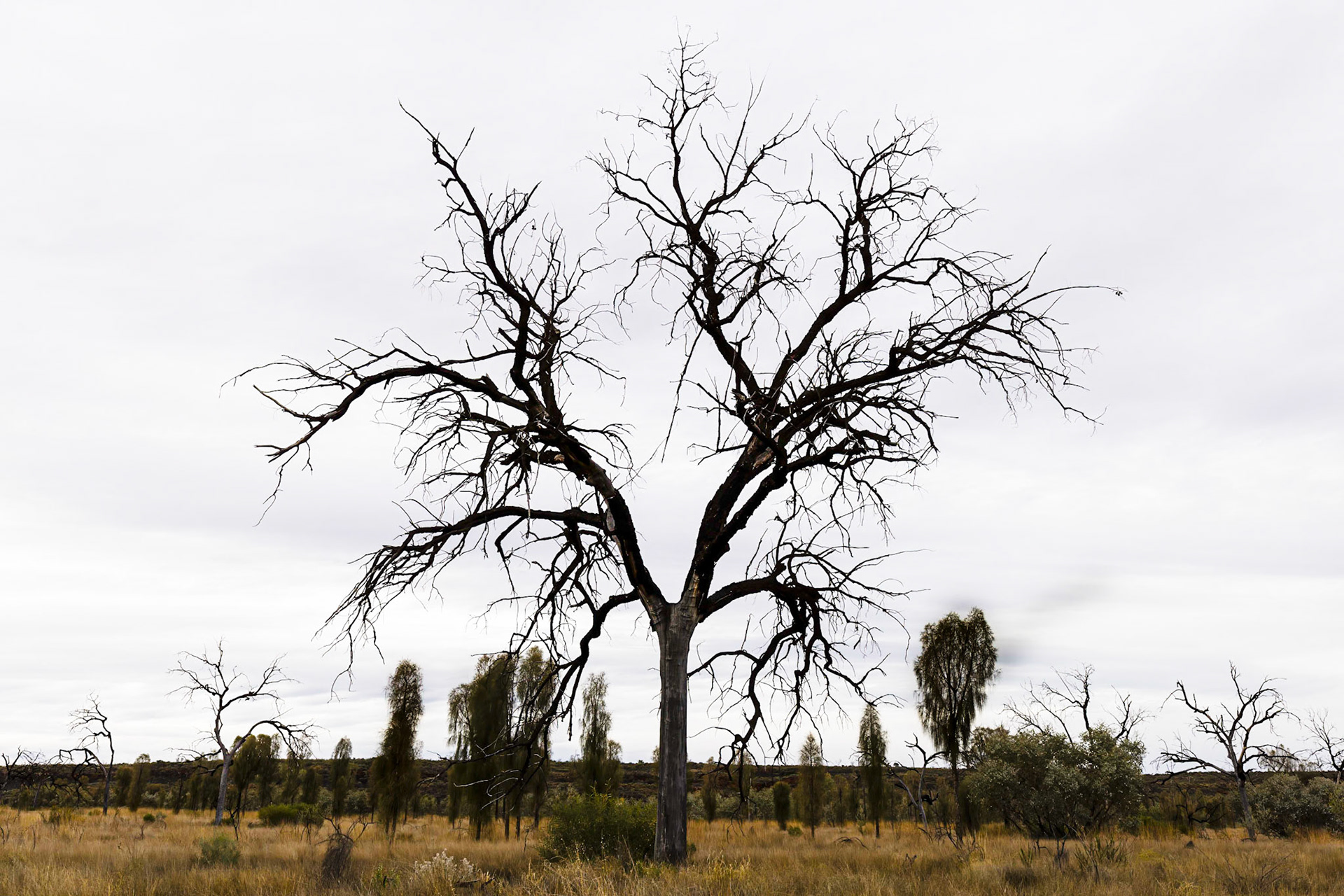 Off Luritja Road (on the way to Kings Canyon Resort)