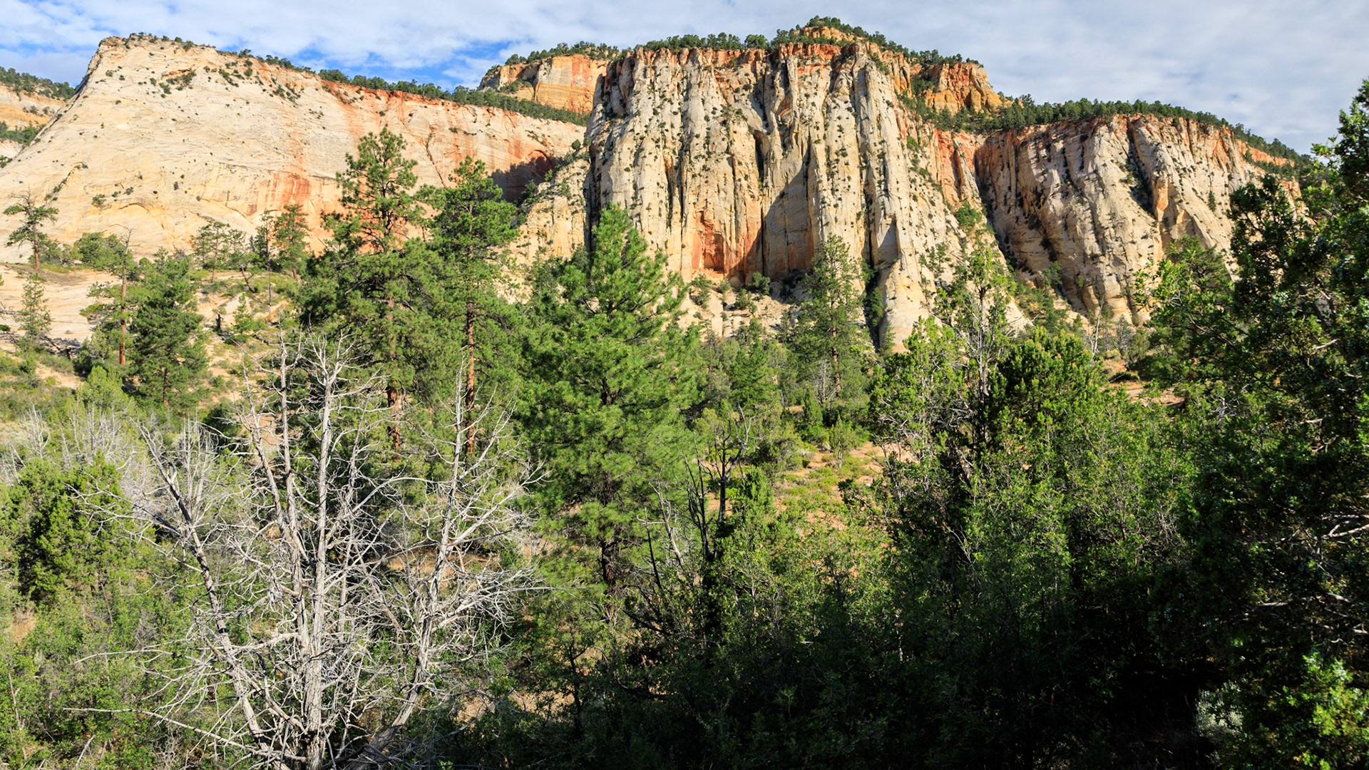 Along the Zion - Mt Carmel Highway