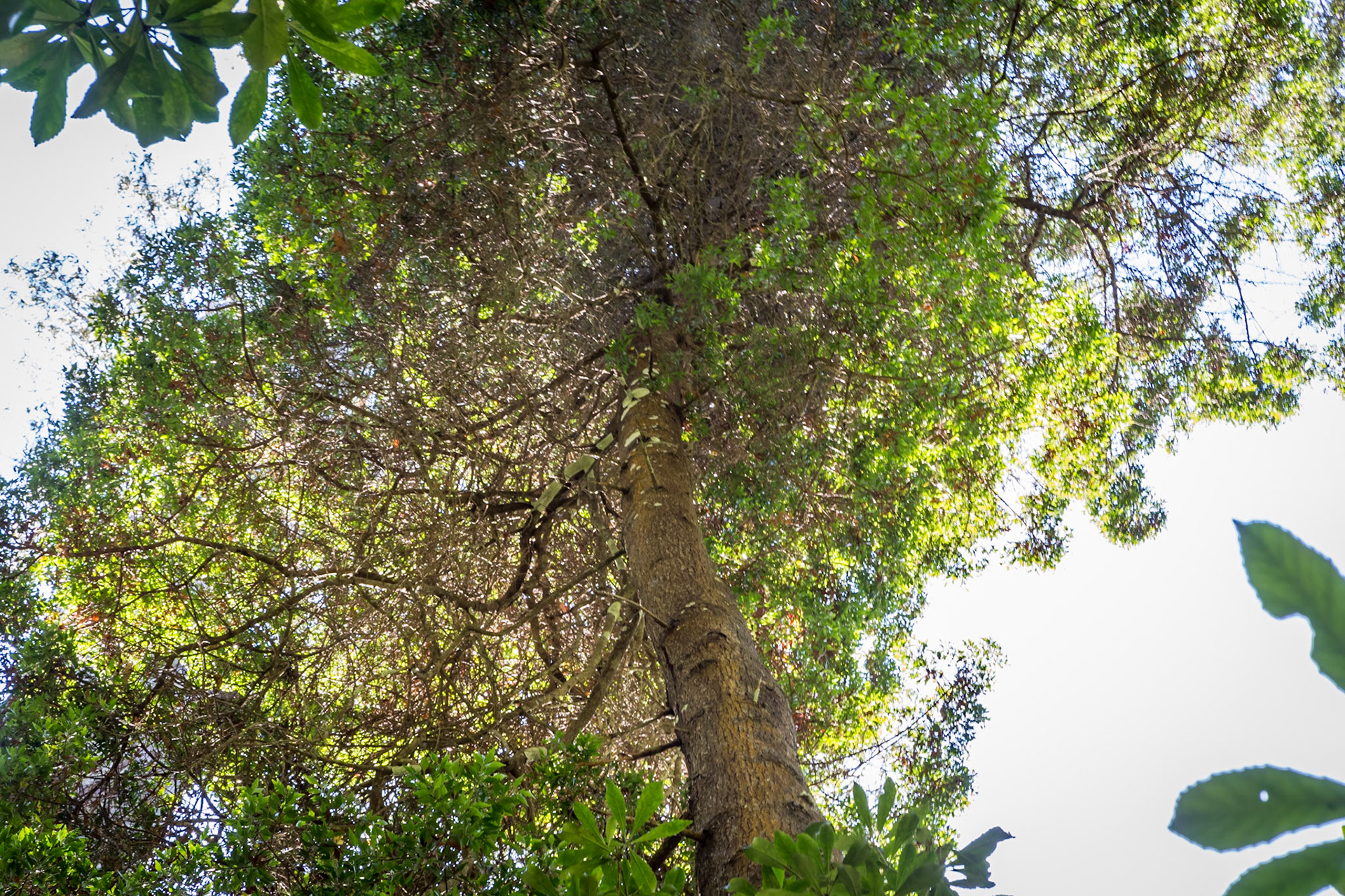 Celery Top Pine (Phyllocladus aspleniifolius). One of Tasmania's best known pines. The hard, dense timber is used for boat building, decking , furniture and crafts.