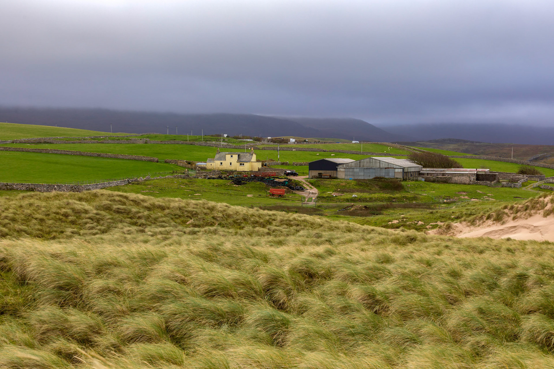 Marram grass blowing around in a fierce wind , on the sand dunes of Balnakeil Beach