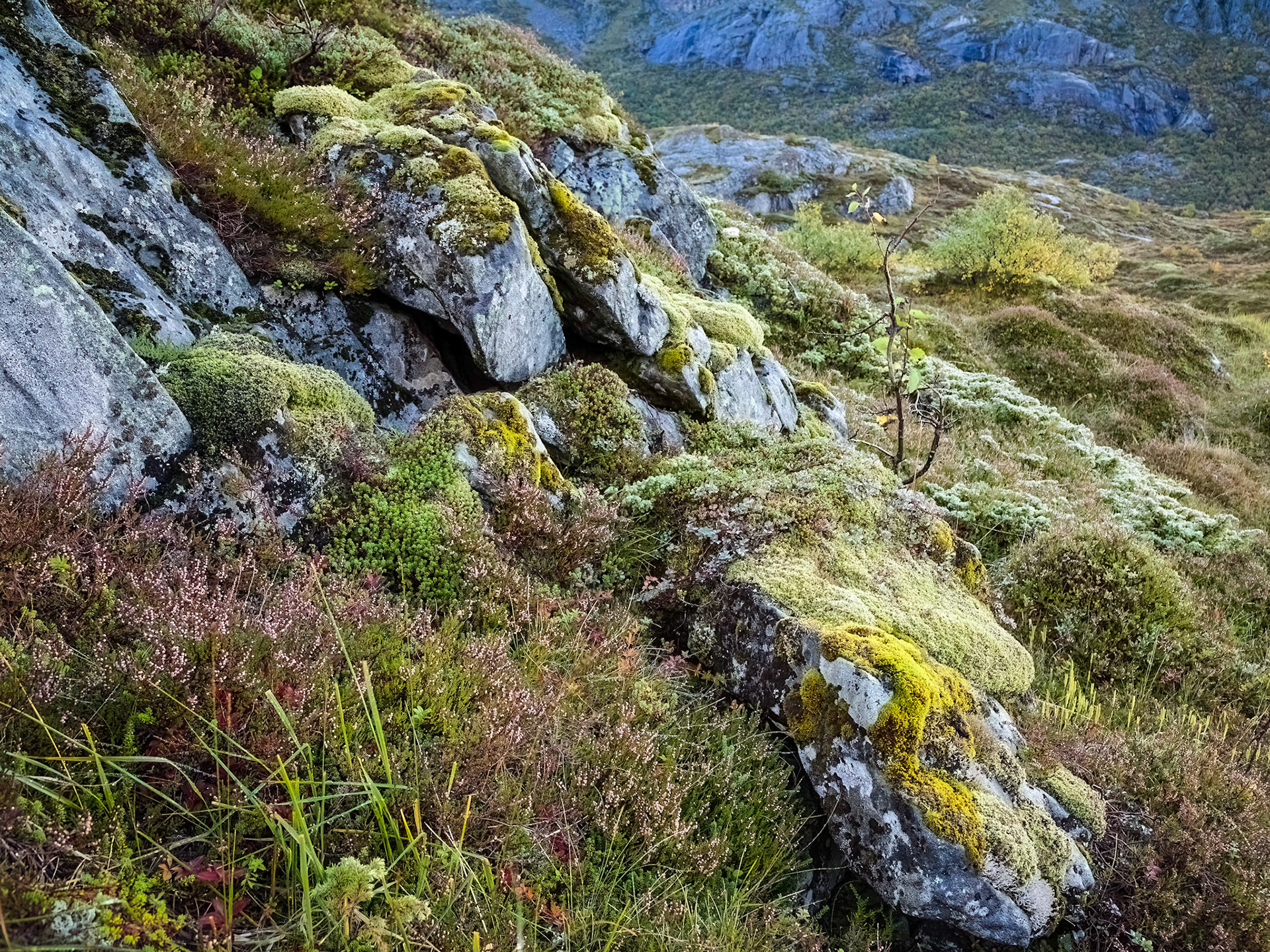 Roadside (Fv810) , Flakstad. 08:40 am