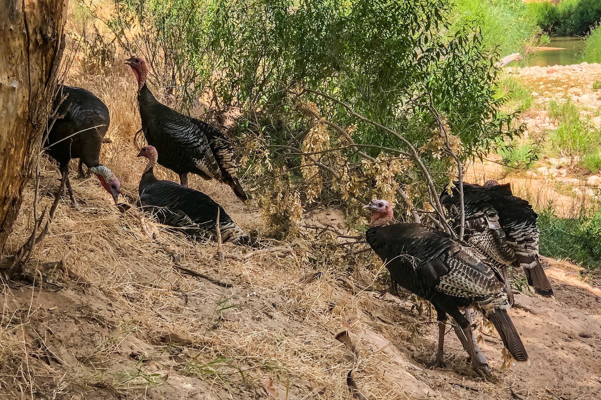 Wild turkeys by the Virgin River