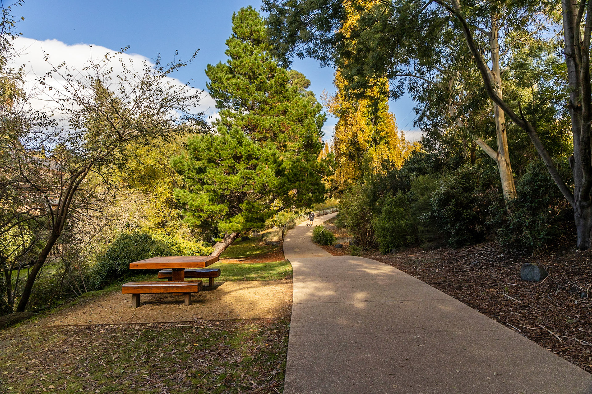 Along the Hobart Rivulet Track