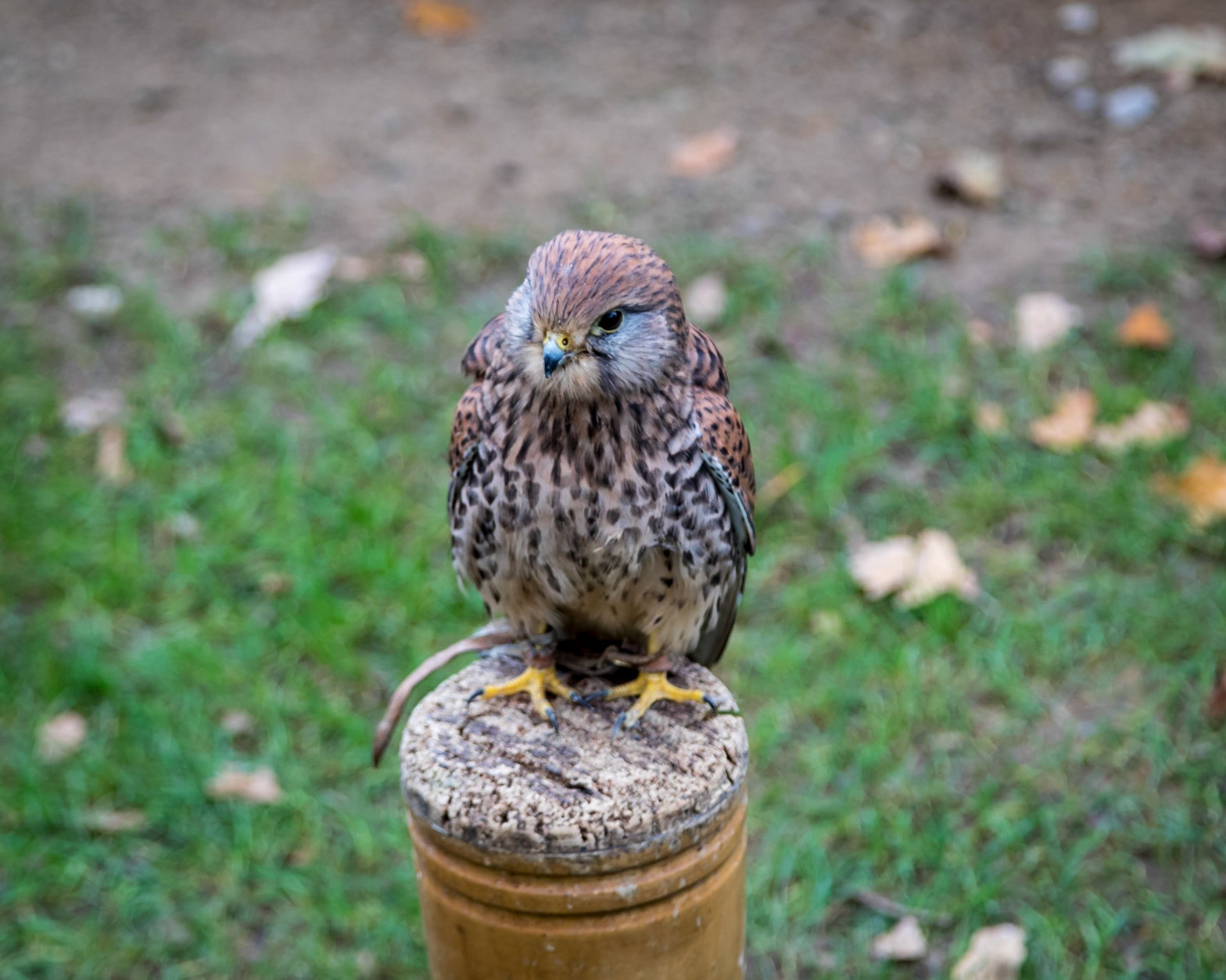 Along the Hawk Walk. They are trained birds, flown  free daily for around 8 months of the year.