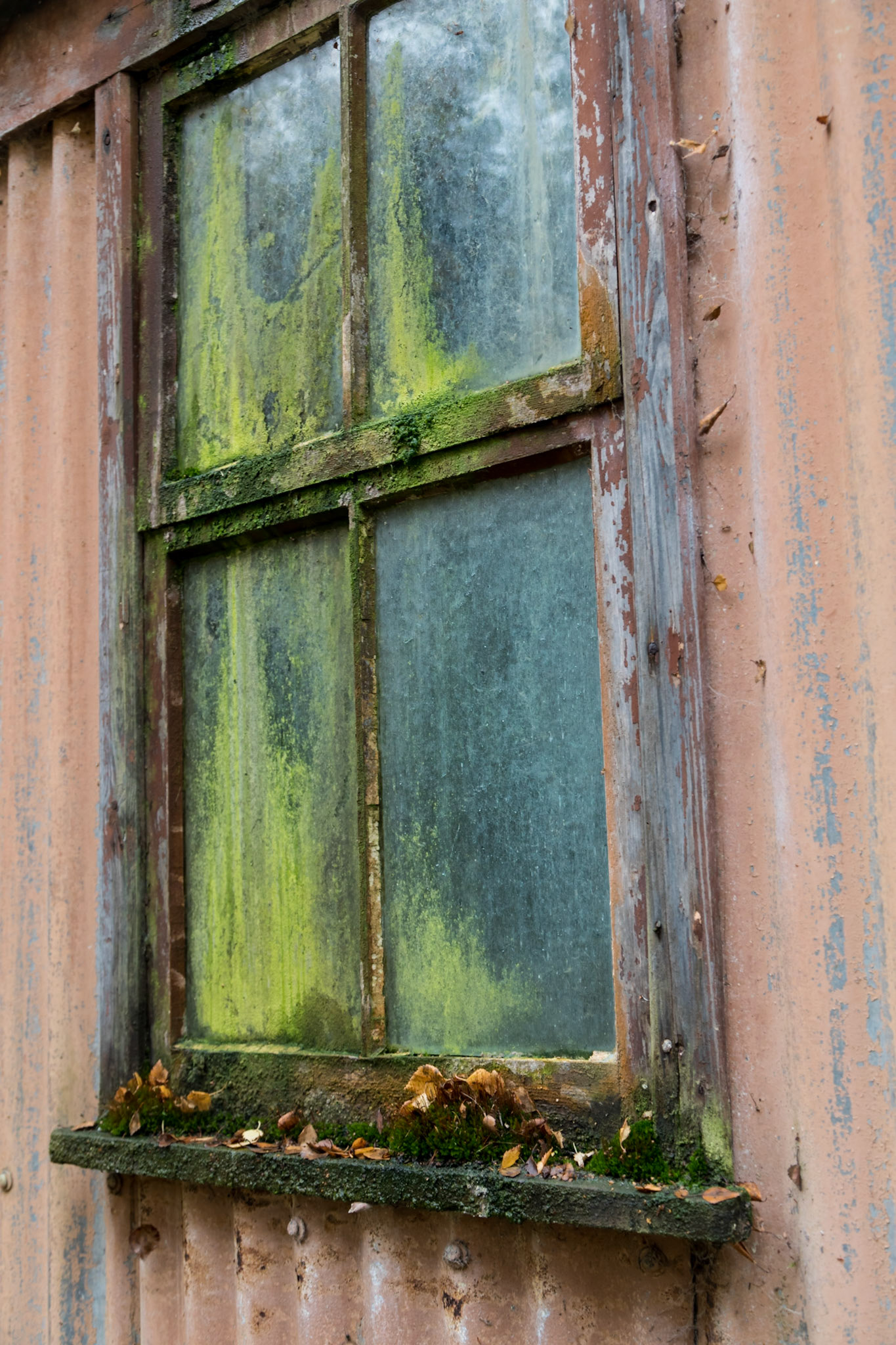 Derelict shed in a damp forest near the River Polly
