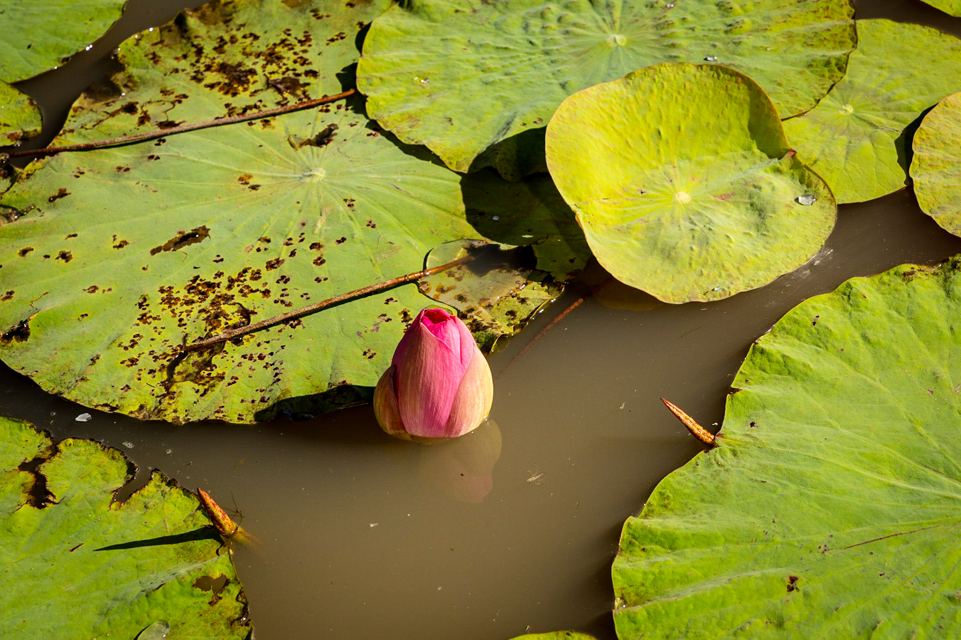 Corroborrie Billabong, Mary River