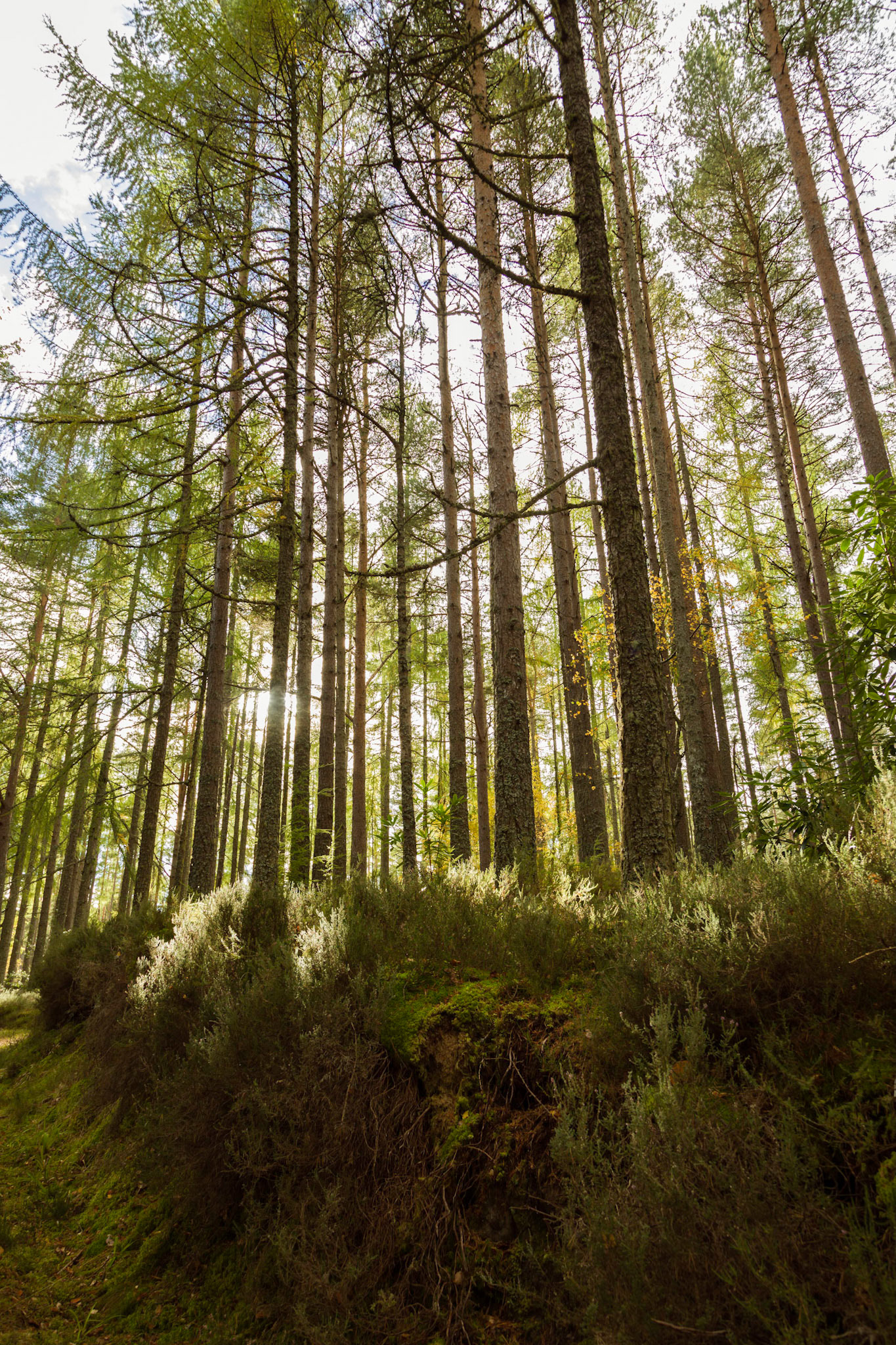 In a forest near to Fochabers village, Moray.
