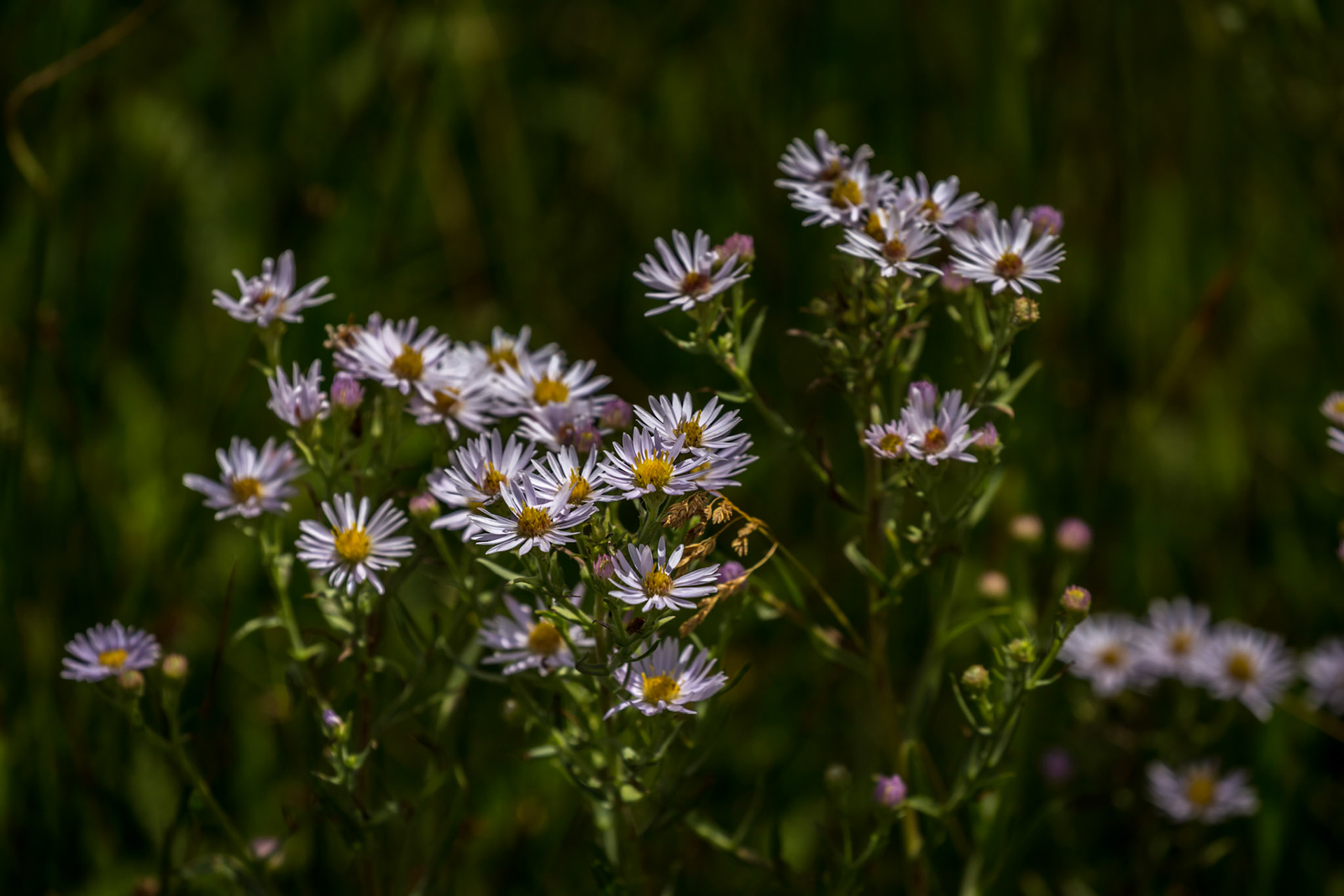 Flowers in the Black Sand Basin