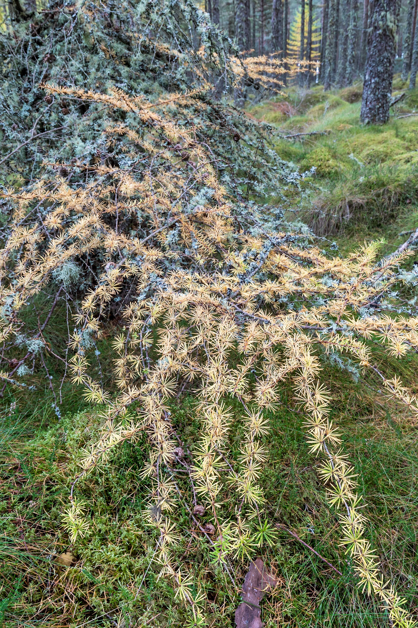 In the forest on Eathie Hill, on the way to Cromarty. Highlands.