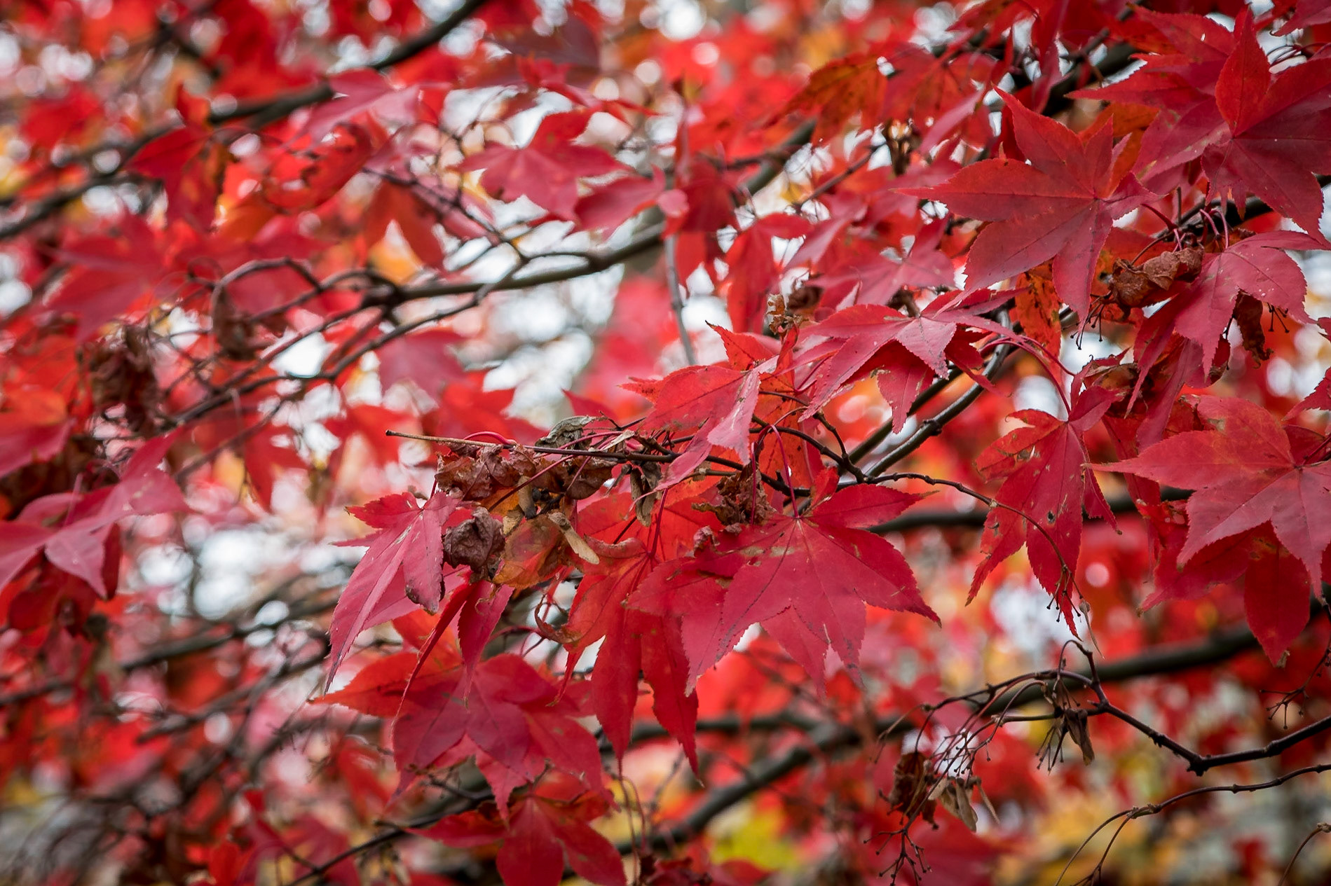 Autumn colour in Ambleside
