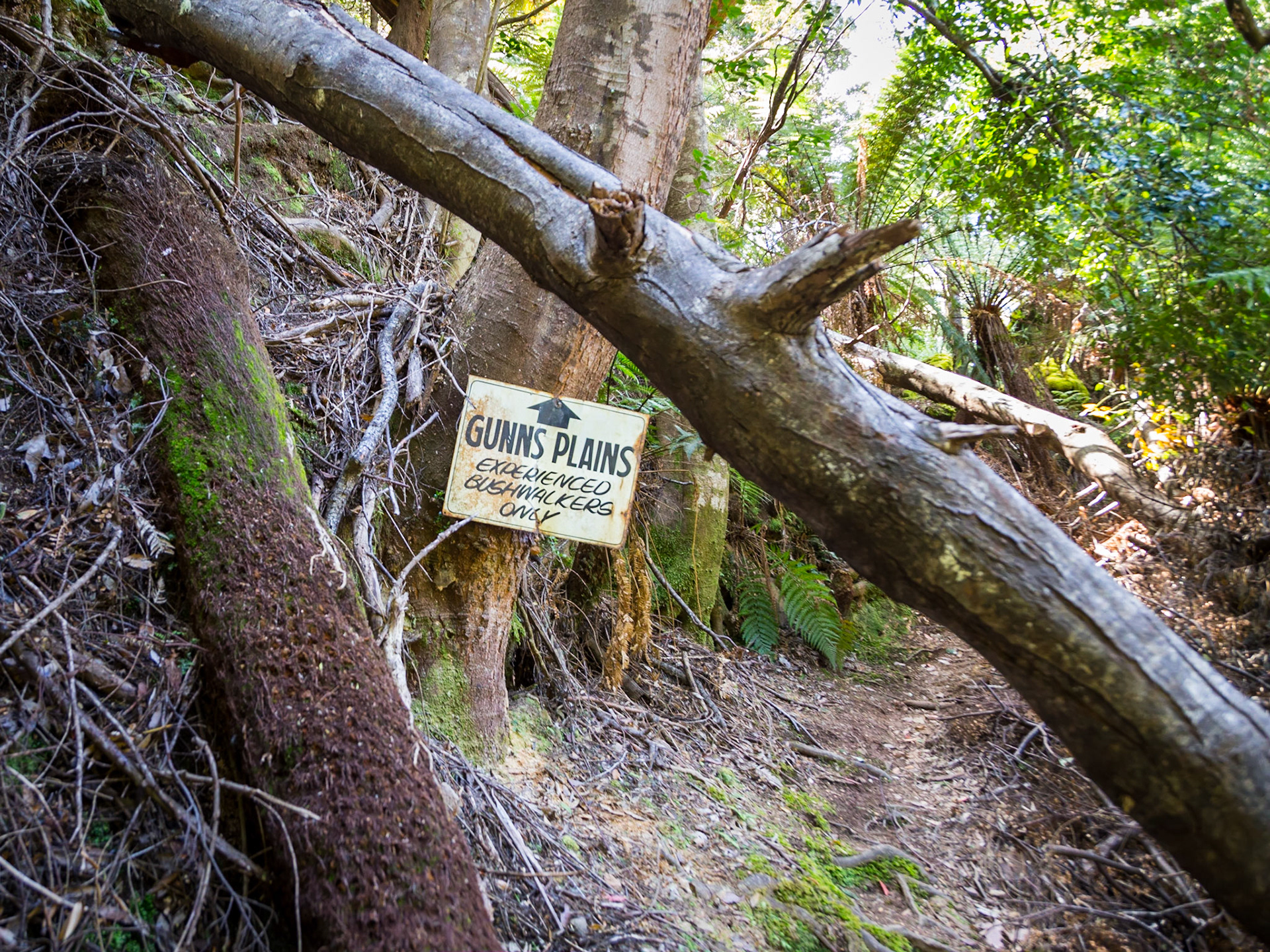 Leven Canyon Floor trail
