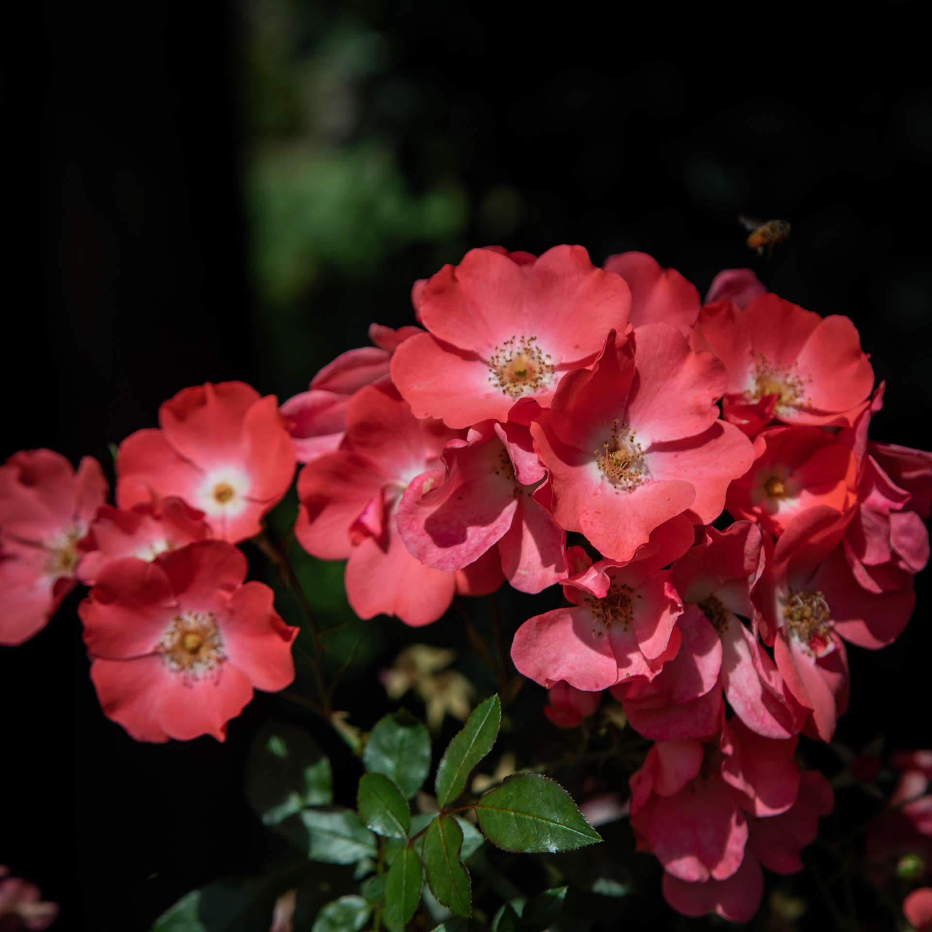 International Rose Test Garden. Over 10,000 rose bushes.