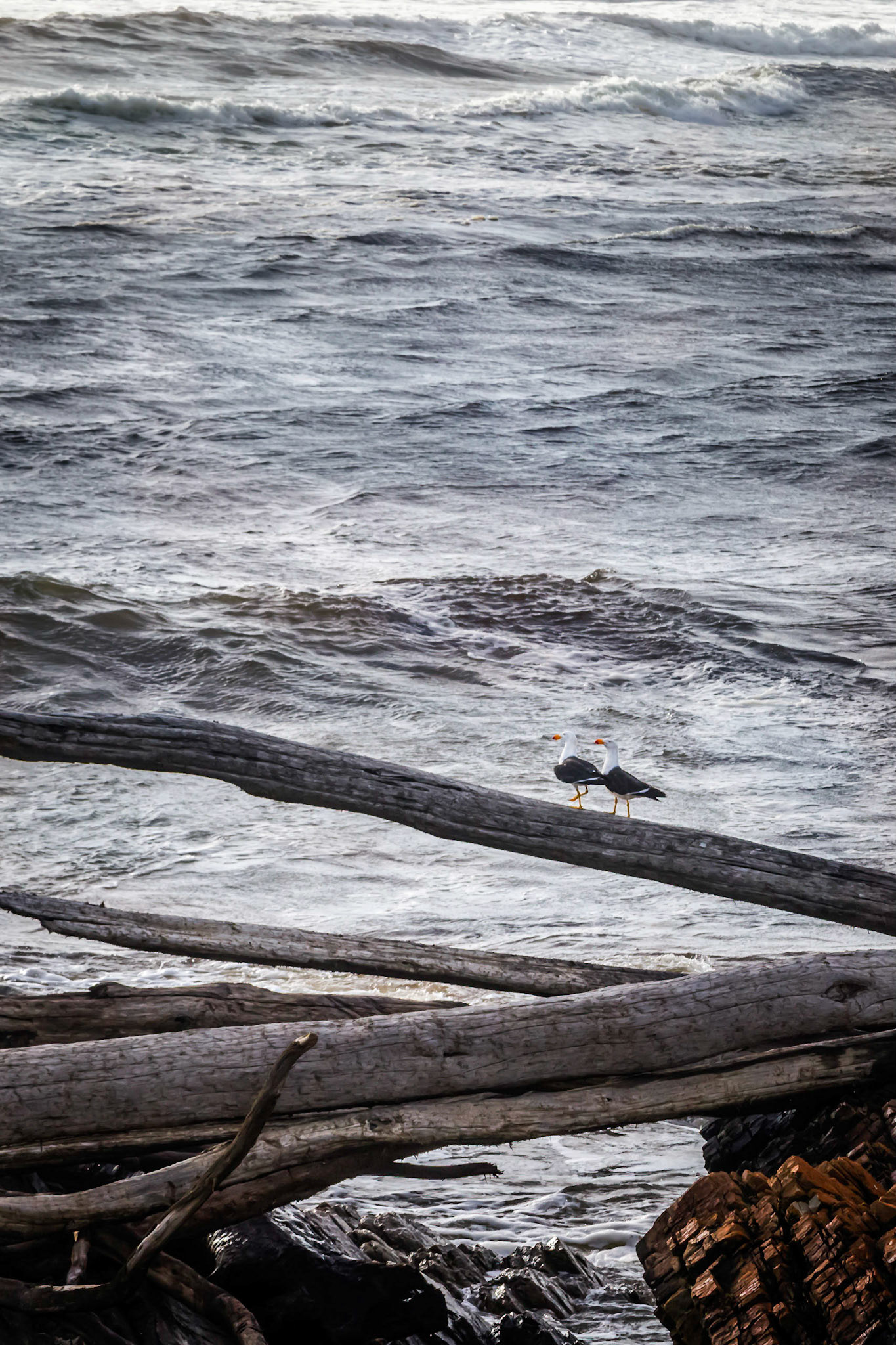 A pair of seagulls. At the Edge of the World; Arthur River.