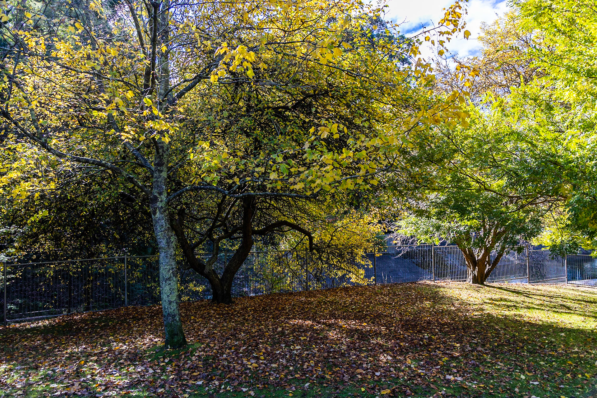 Autumn in the Cascade Gardens