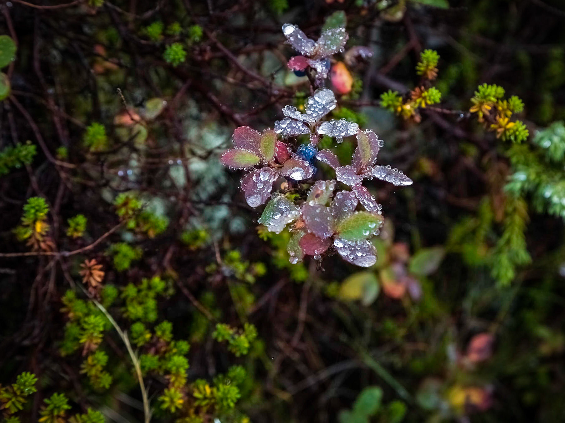 Roadside (Fv810) , Flakstad. 08:54 am