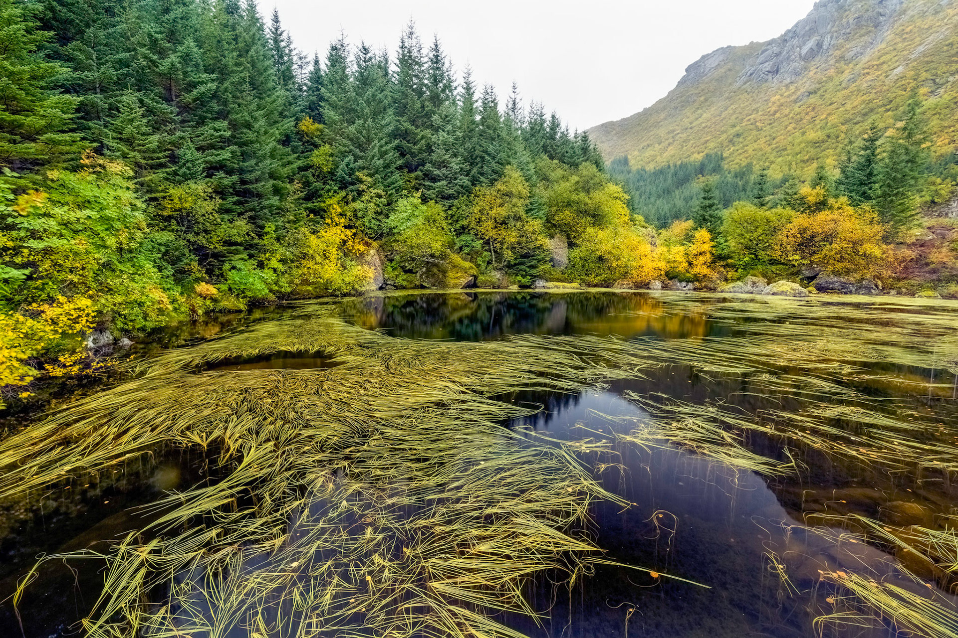 A pond alongside the road, Åltjønna locality, Flakstad. 02:33 pm.