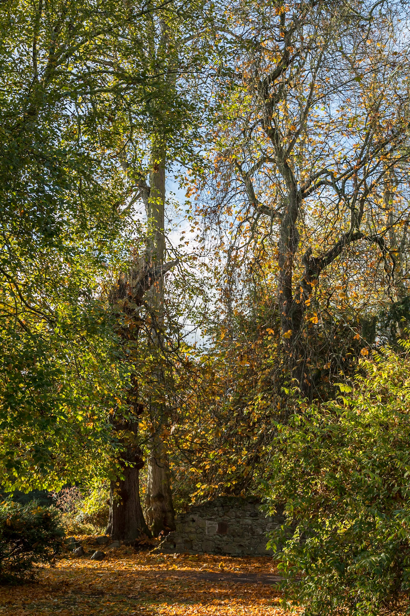 In the Garden at Scone Palace