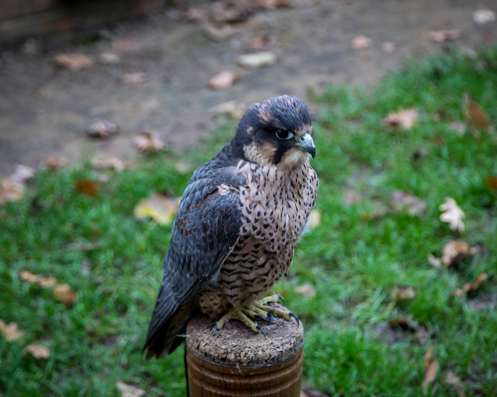 Along the Hawk Walk. They are trained birds, flown  free daily for around 8 months of the year.